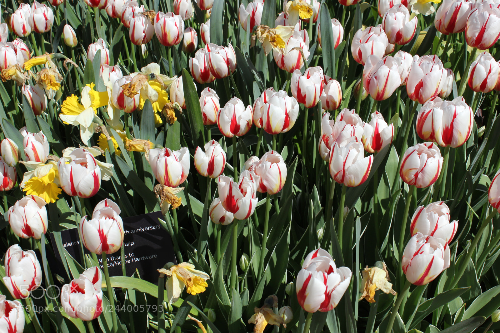 Canon EF-S 18-55mm F3.5-5.6 IS sample photo. Tulips edward's gardens, toronto photography