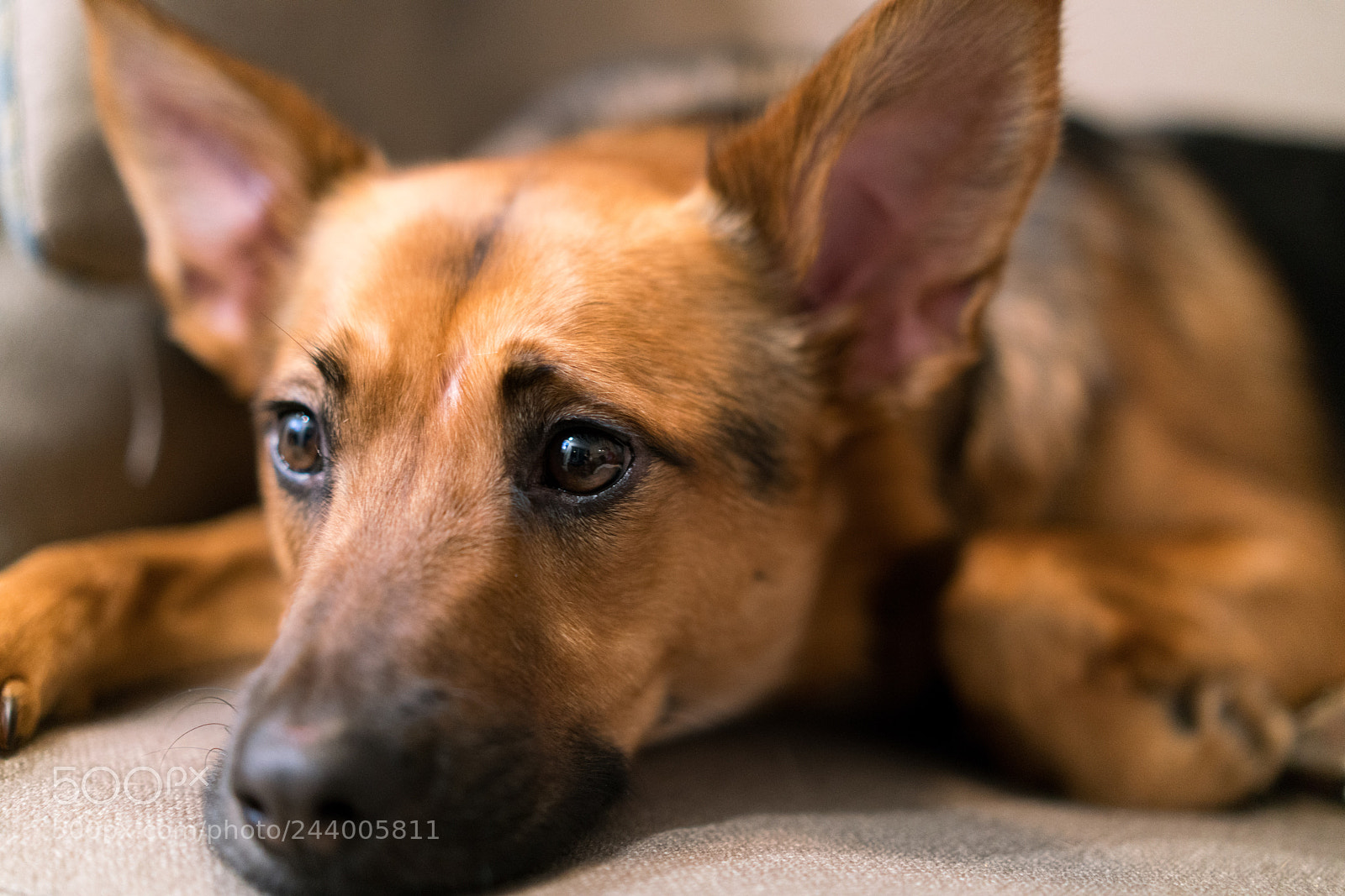 Sony a7R II sample photo. Mila photography