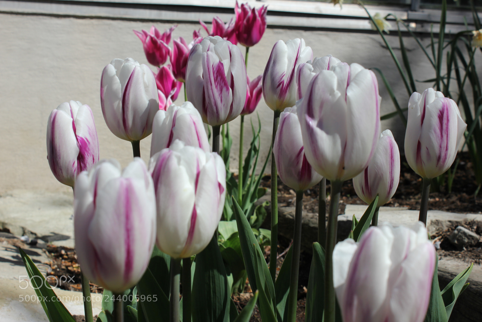 Canon EF-S 18-55mm F3.5-5.6 IS sample photo. Tulips edward's gardens, toronto photography