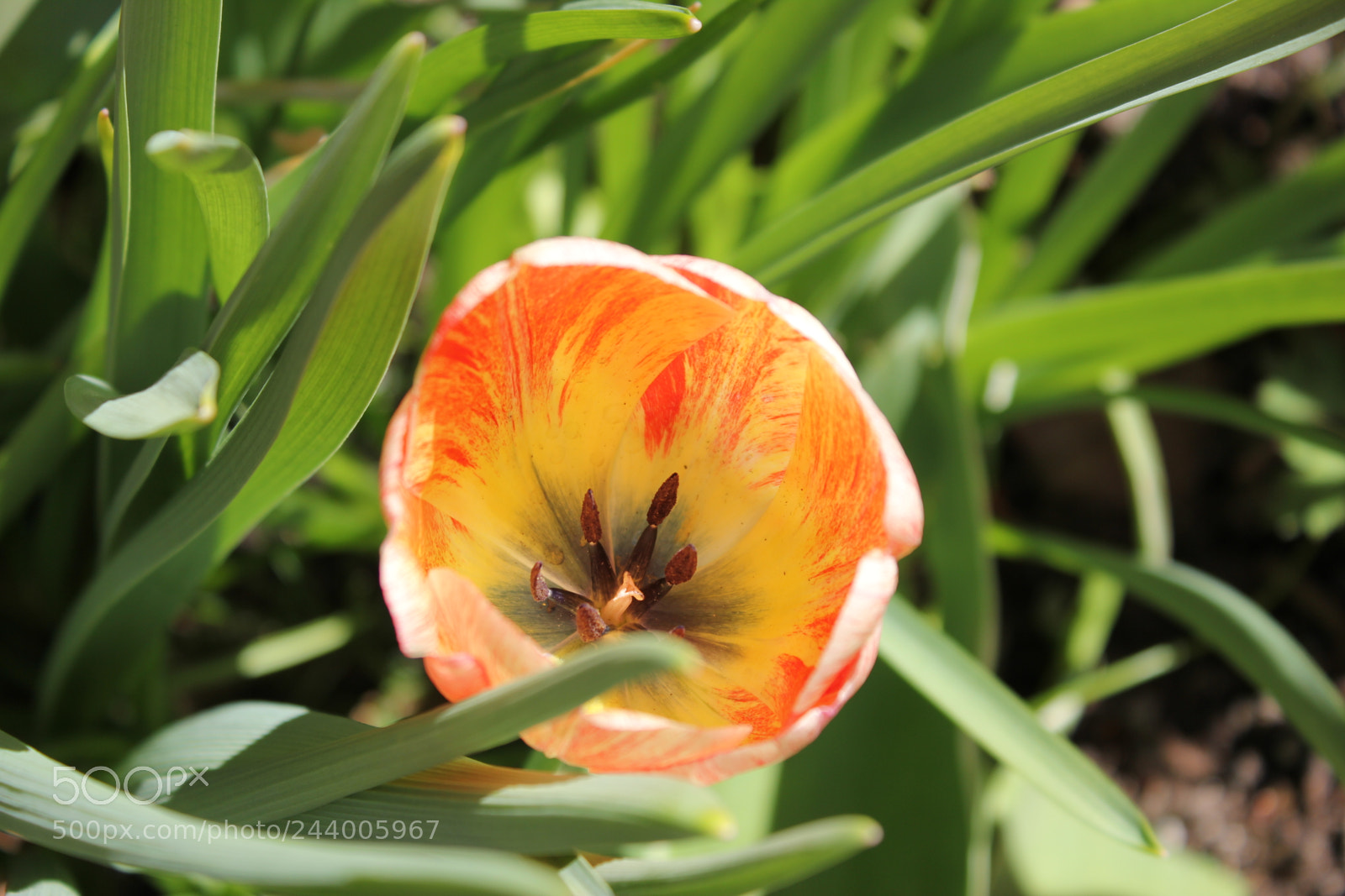 Canon EF-S 18-55mm F3.5-5.6 IS sample photo. Tulips edward's gardens, toronto photography