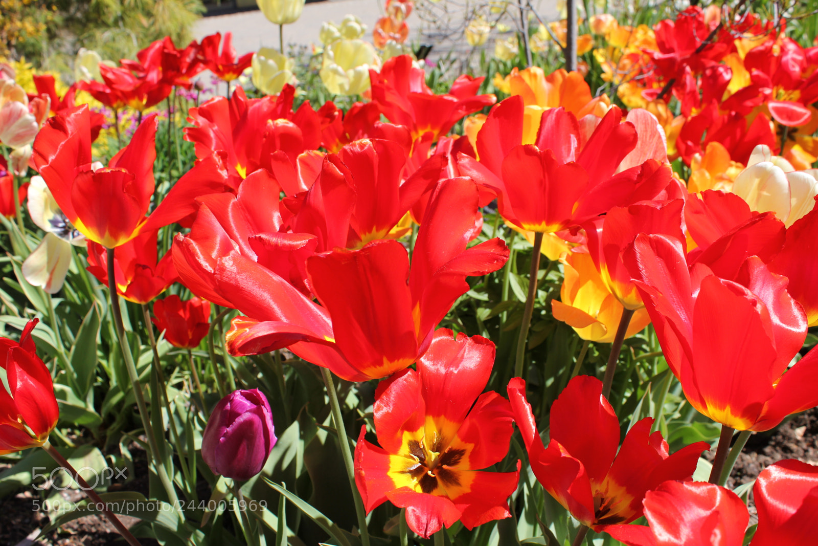 Canon EF-S 18-55mm F3.5-5.6 IS sample photo. Tulips edward's gardens, toronto photography