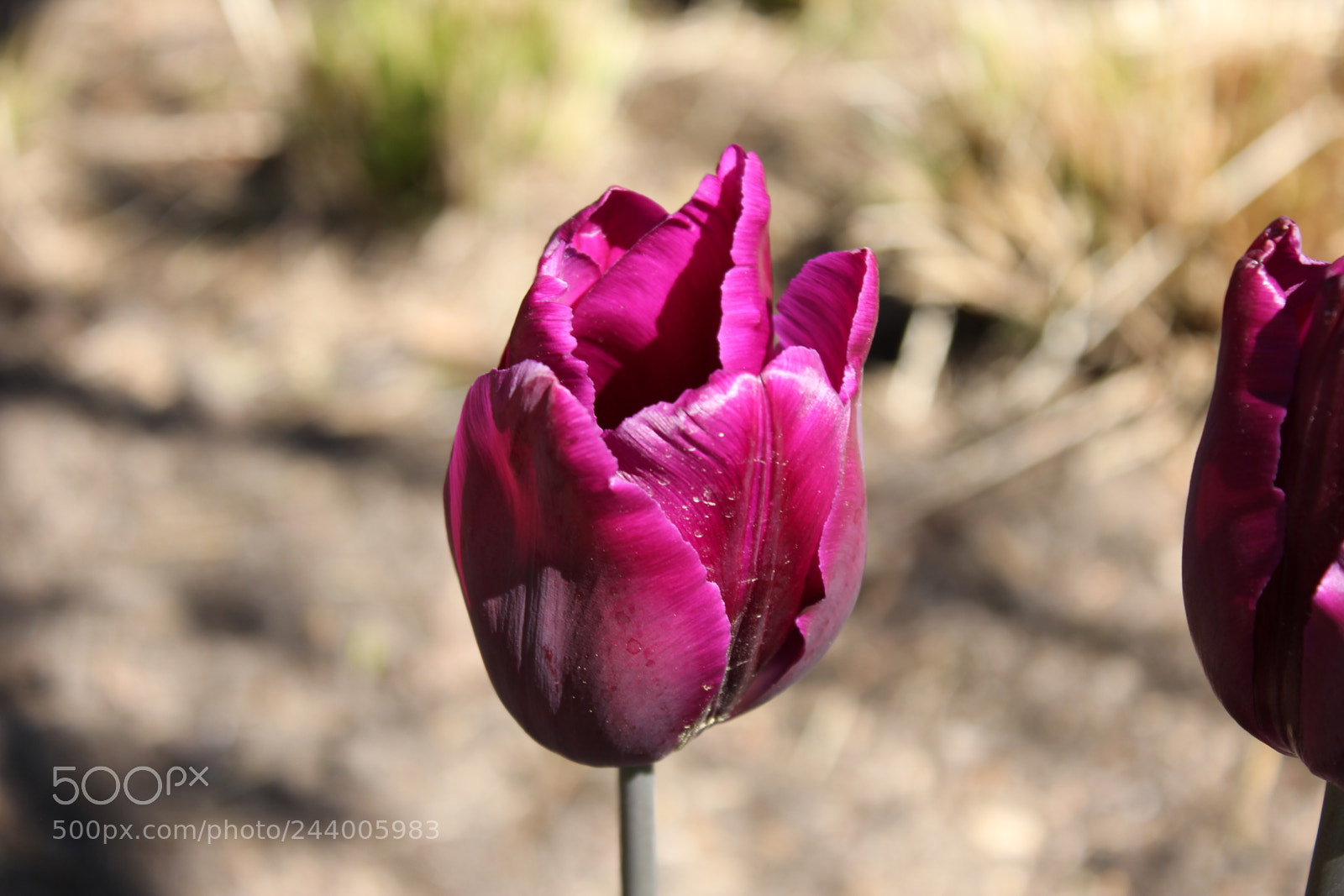 Canon EF-S 18-55mm F3.5-5.6 IS sample photo. Tulips edward's gardens, toronto photography