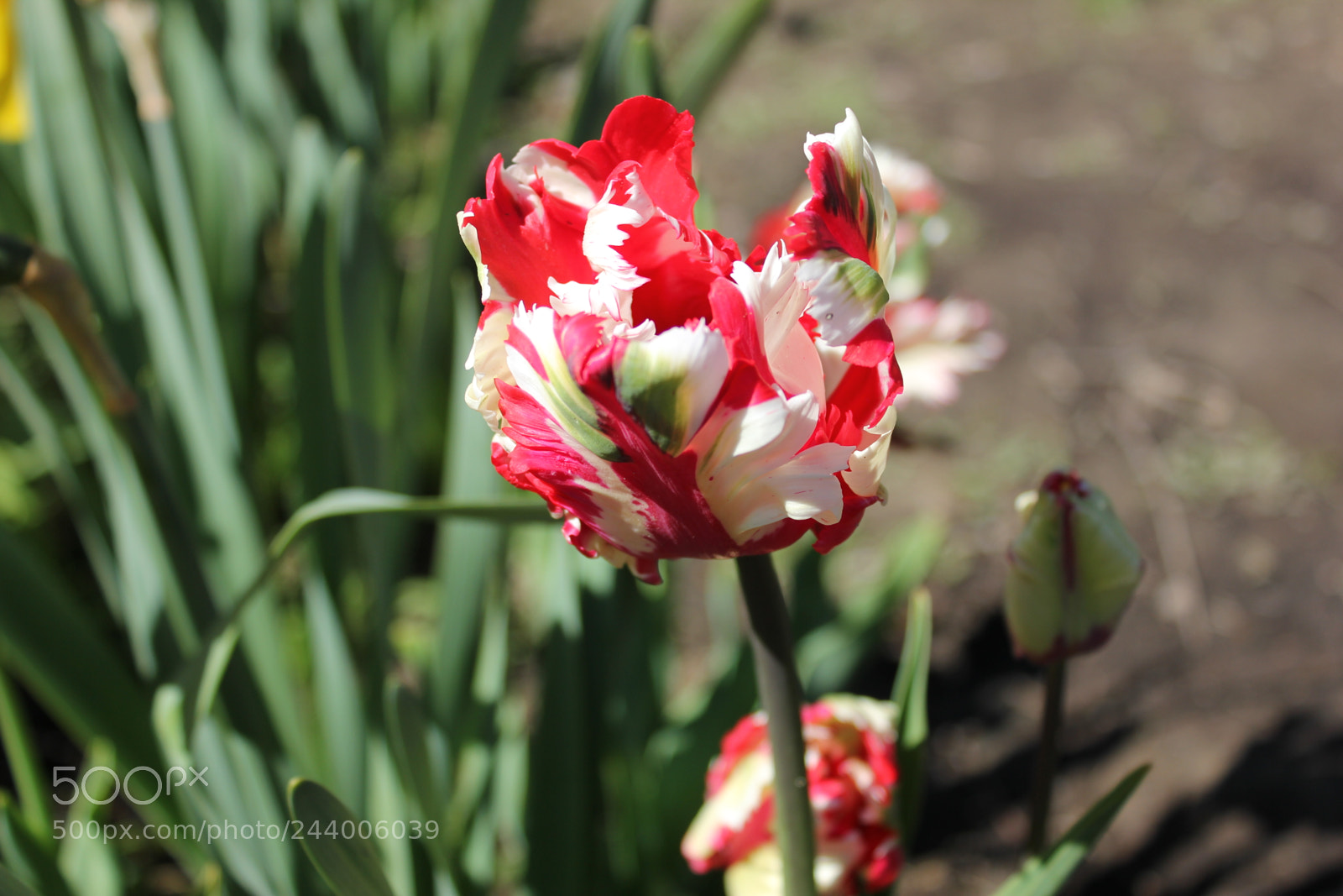 Canon EF-S 18-55mm F3.5-5.6 IS sample photo. Tulips edward's gardens, toronto photography