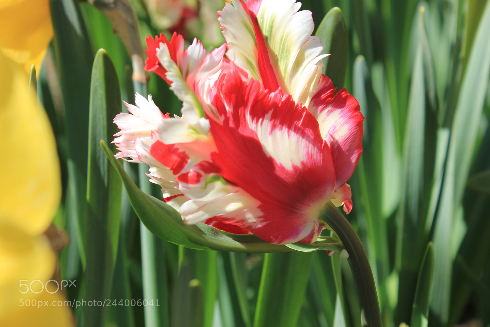 Canon EF-S 18-55mm F3.5-5.6 IS sample photo. Tulips edward's gardens, toronto photography