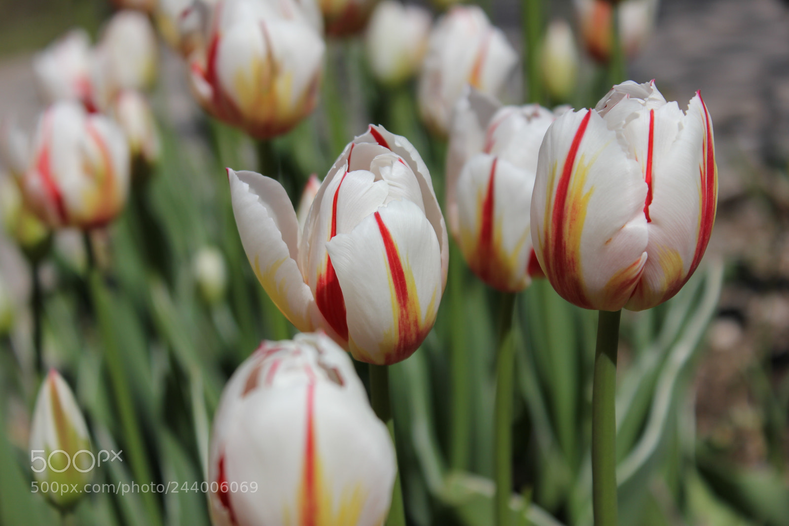 Canon EF-S 18-55mm F3.5-5.6 IS sample photo. Tulips edward's gardens, toronto photography