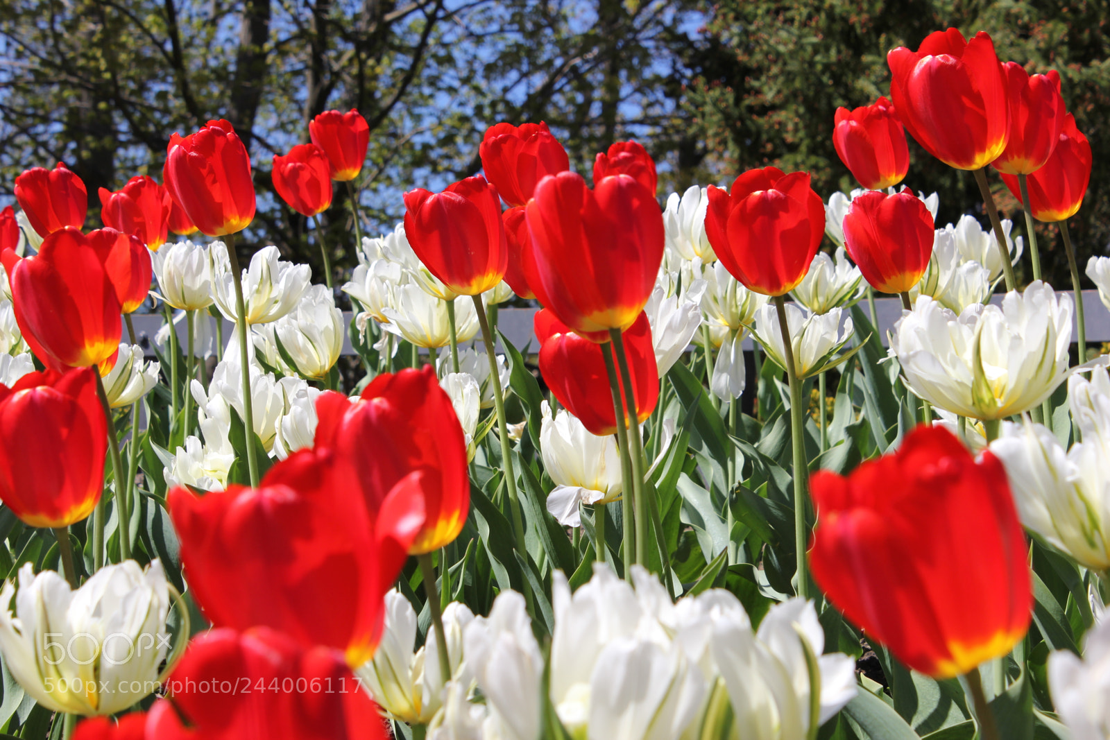 Canon EF-S 18-55mm F3.5-5.6 IS sample photo. Tulips edward's gardens, toronto photography