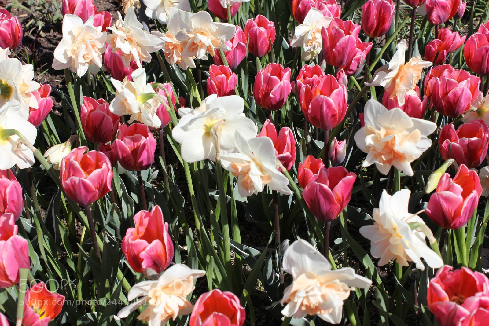 Canon EF-S 18-55mm F3.5-5.6 IS sample photo. Tulips edward's gardens, toronto photography