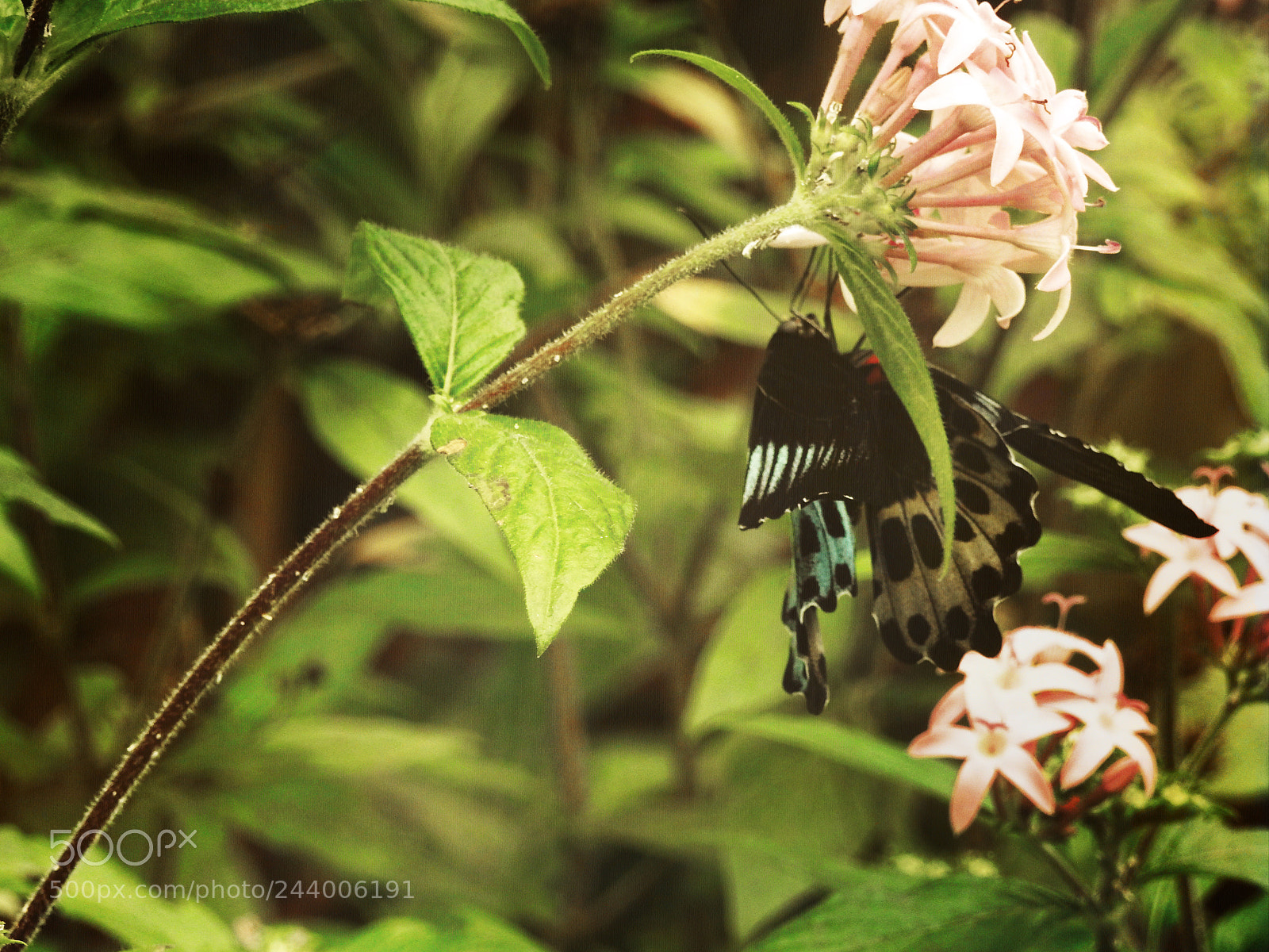 Nikon Coolpix P900 sample photo. Hanging butterfly photography