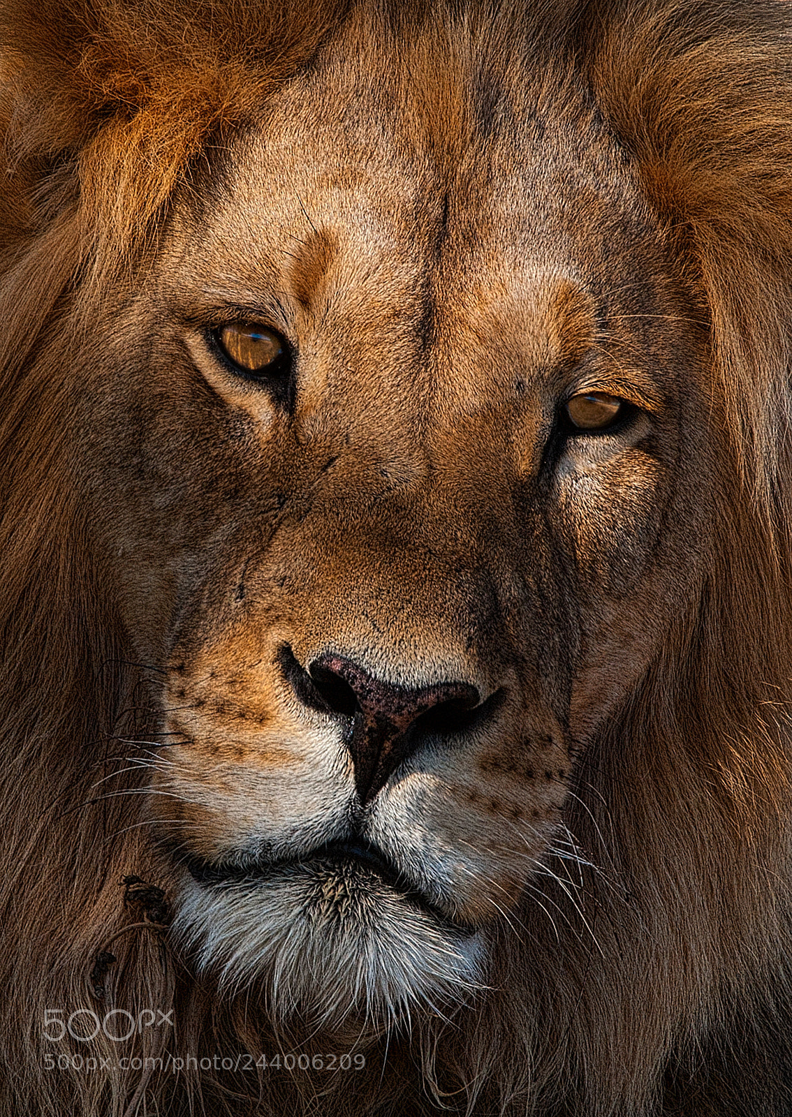 Canon EOS-1D Mark III sample photo. Lion portrait photography