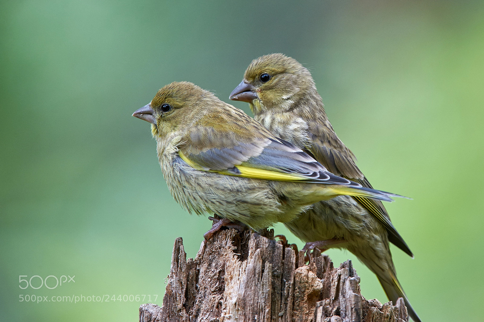 Nikon D3S sample photo. Juvenile greenfinches photography