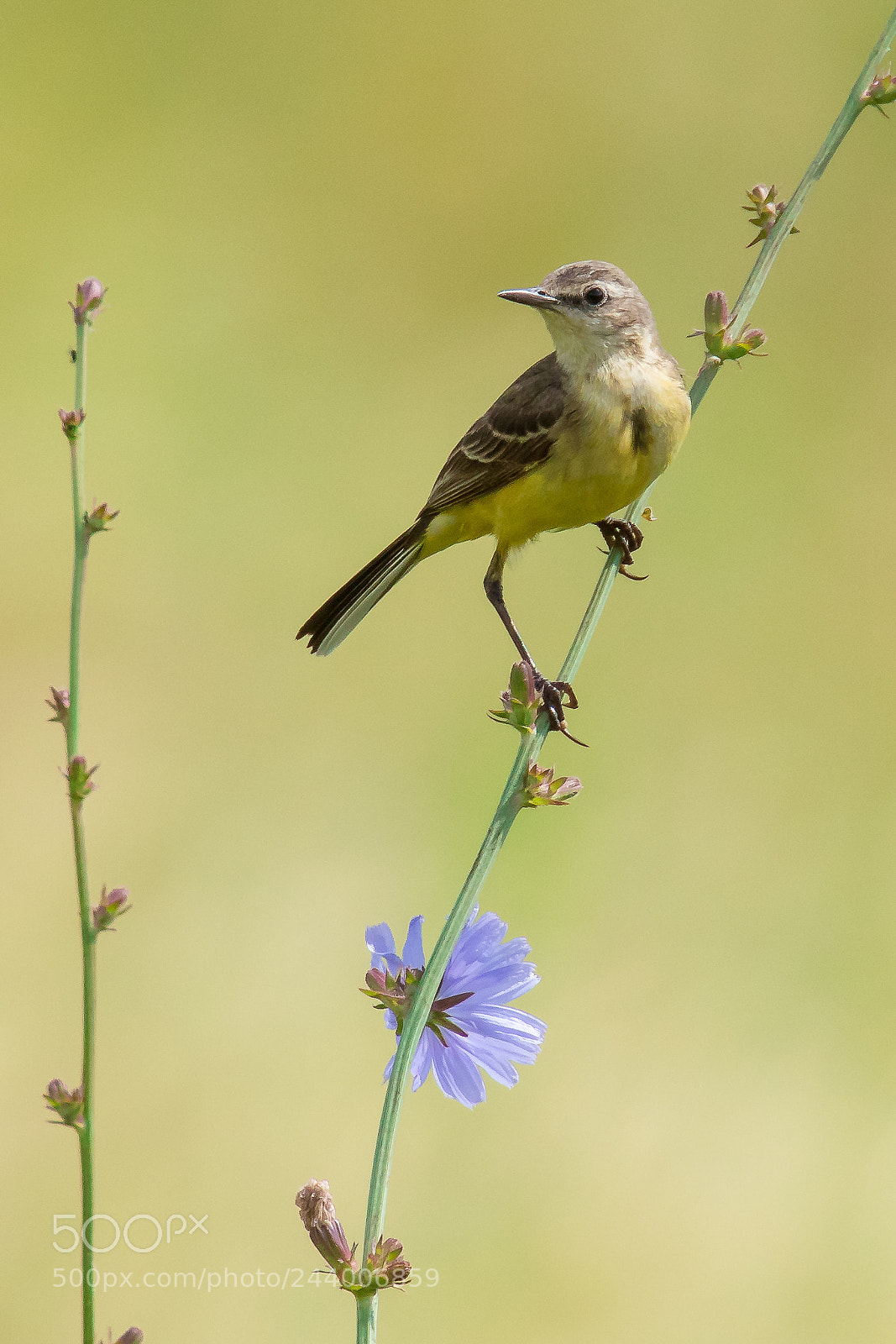 Canon EOS 7D Mark II sample photo. Female western yellow wagtail photography