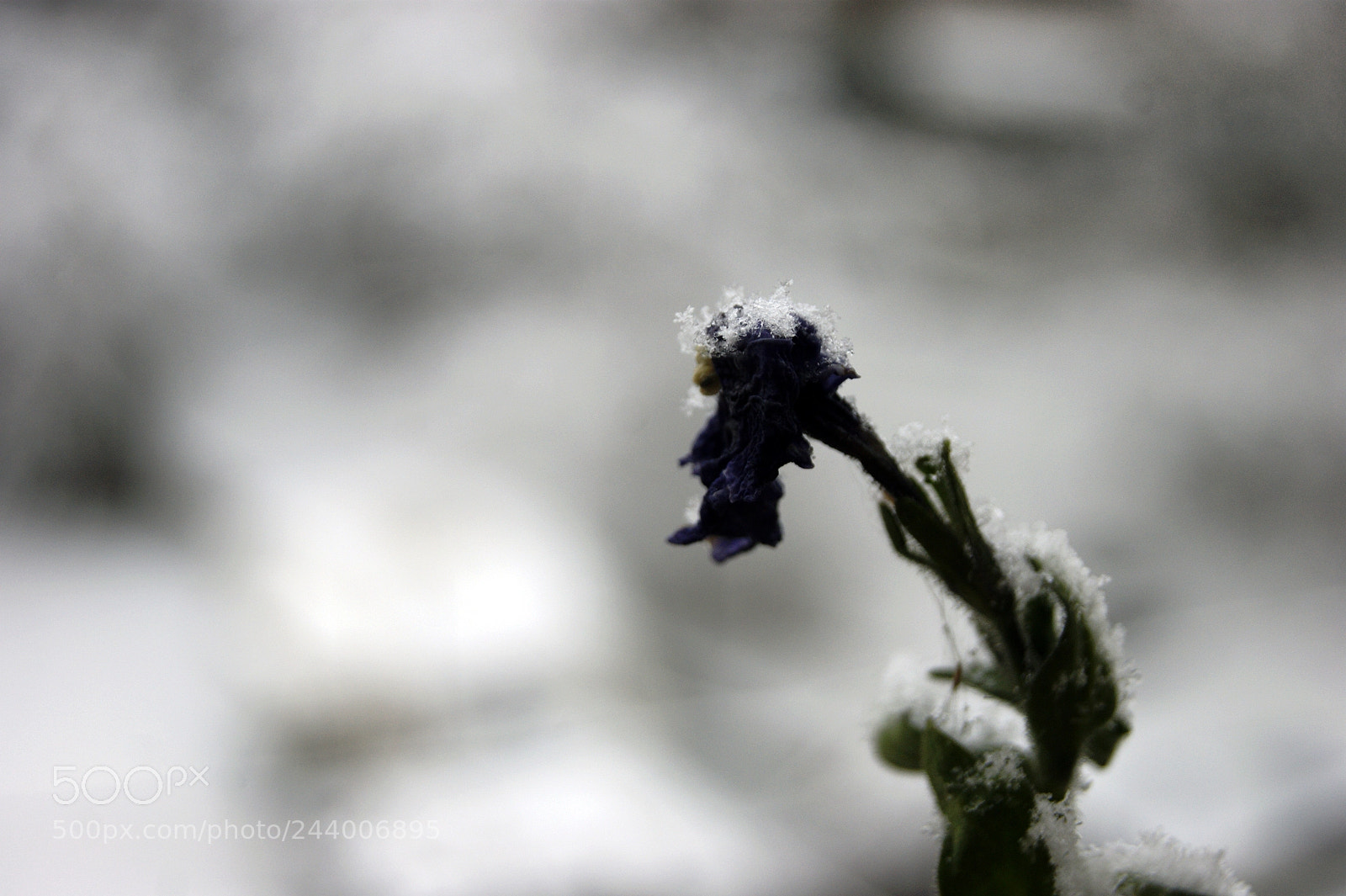 Sony Alpha DSLR-A390 sample photo. Frozen life photography