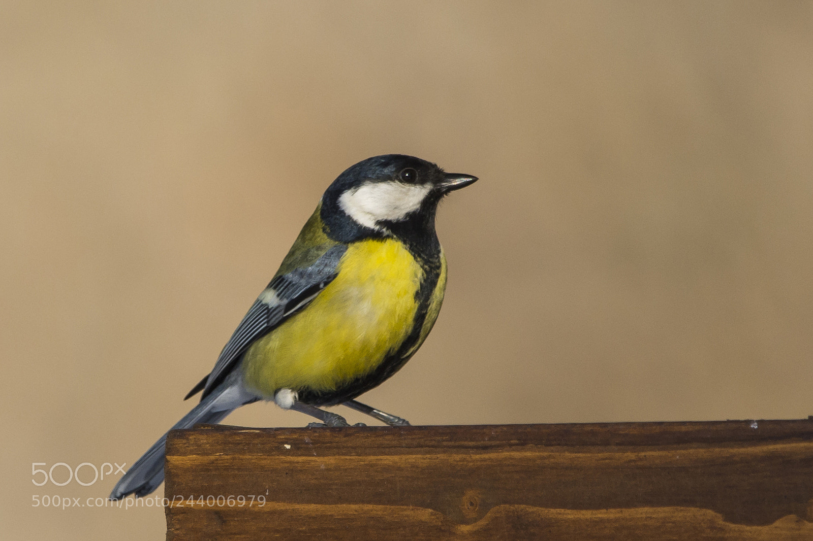 Nikon D7100 sample photo. Great tit photography
