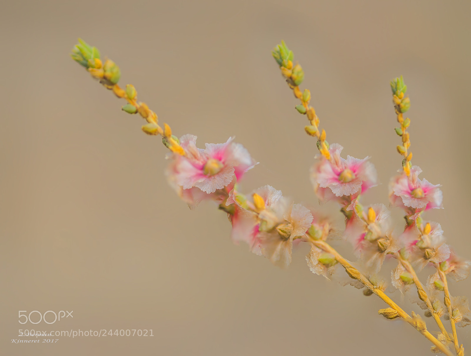 Nikon D810 sample photo. Three flowers photography