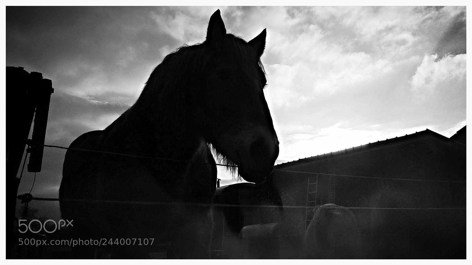 Samsung Galaxy A3 sample photo. Horse photography