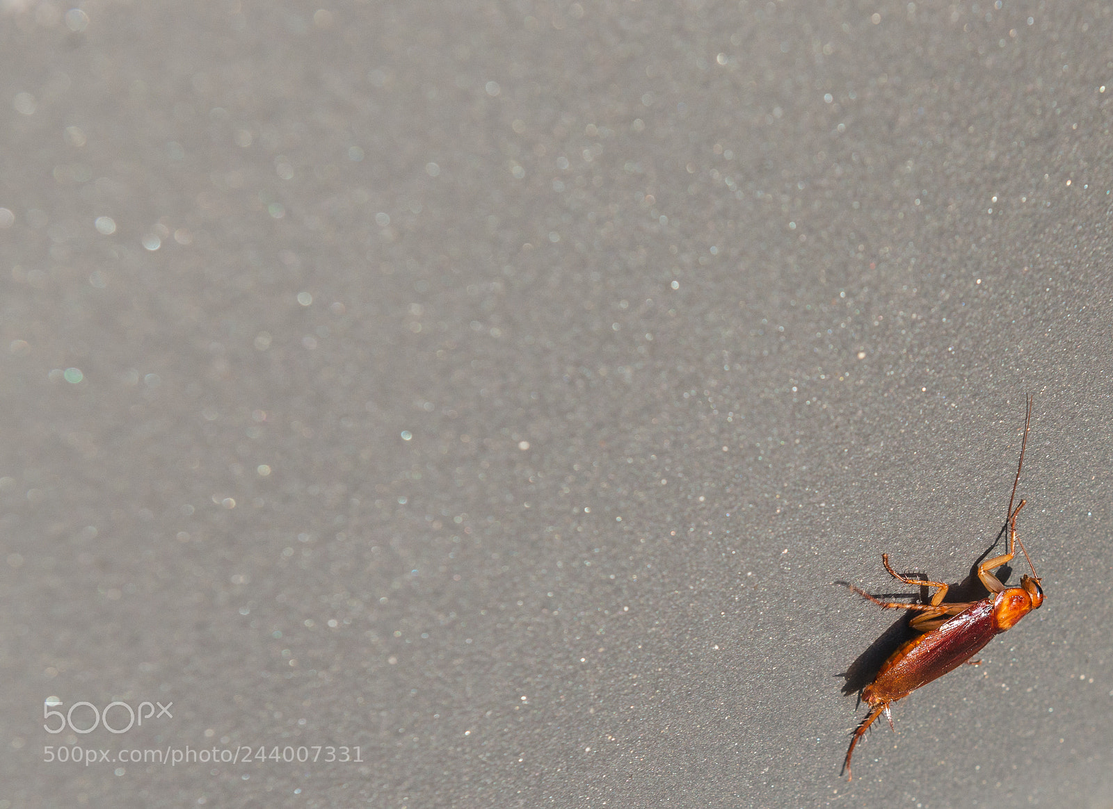 Nikon D610 sample photo. Cockroach photography
