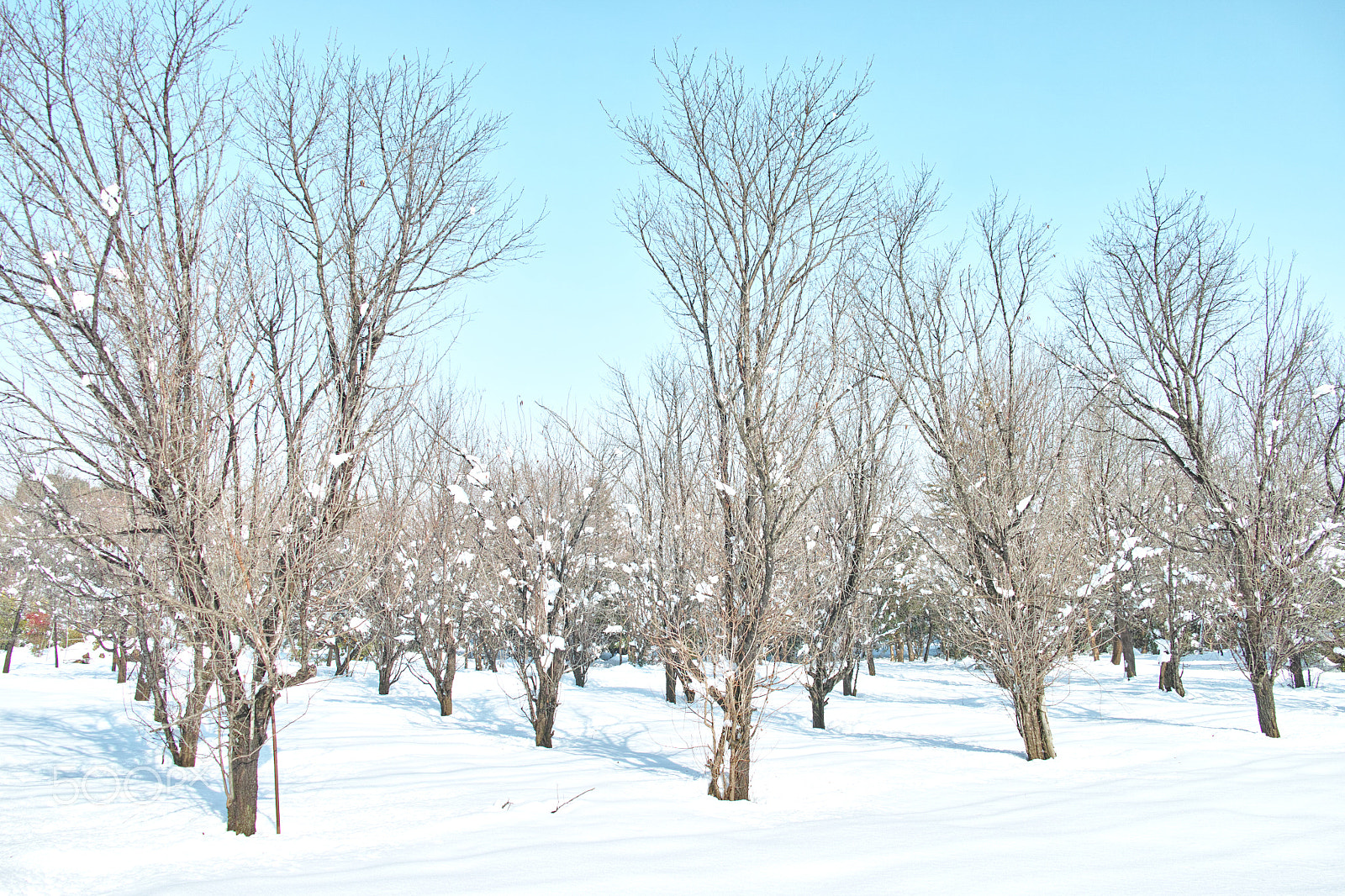 Sigma DP1 Merrill sample photo. Snow in tokyo photography
