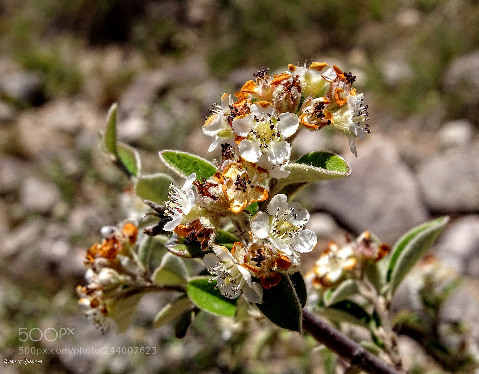 Sony Cyber-shot DSC-HX400V sample photo. Ramillete photography