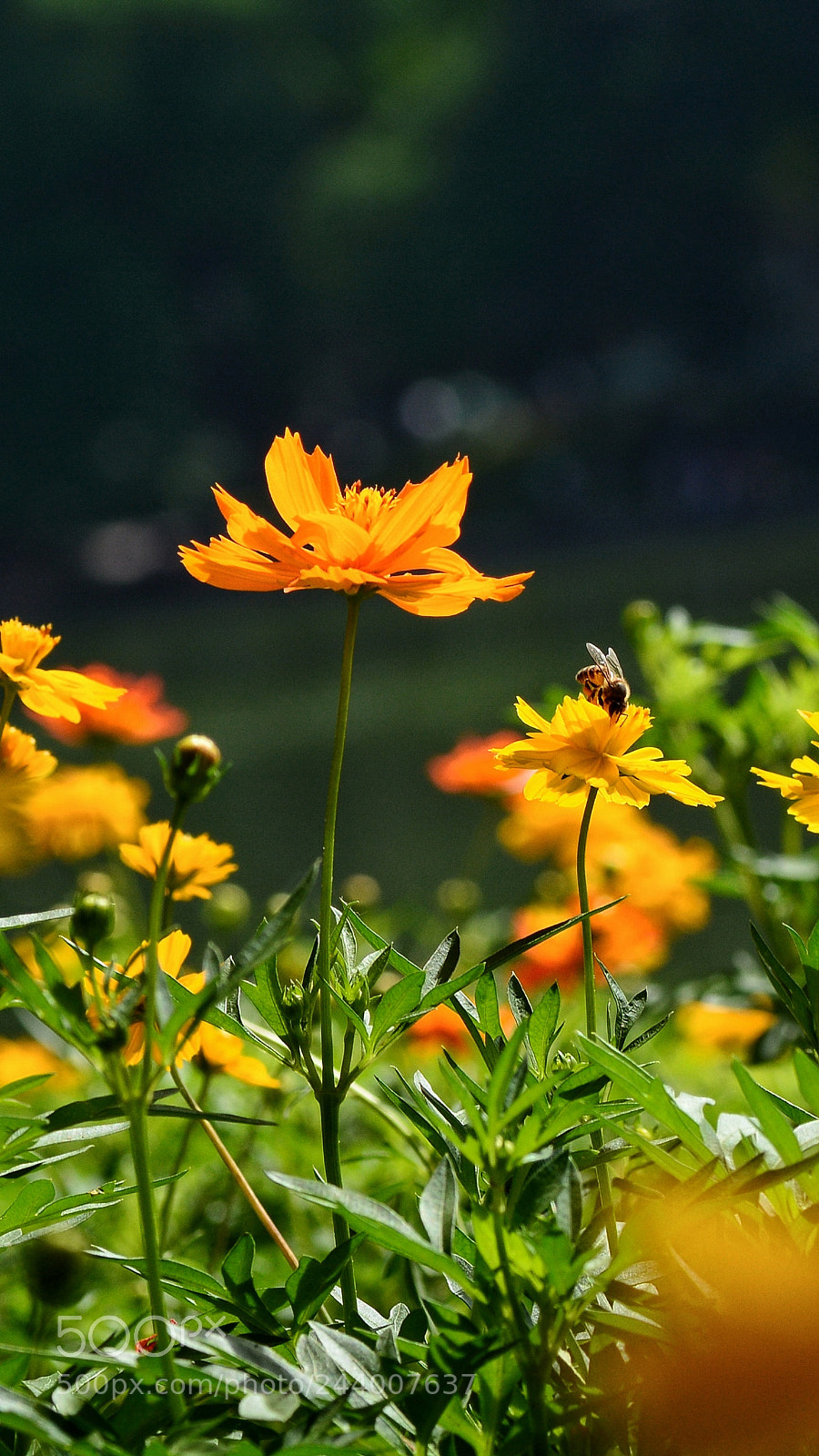 Nikon D7100 sample photo. Untitled photography