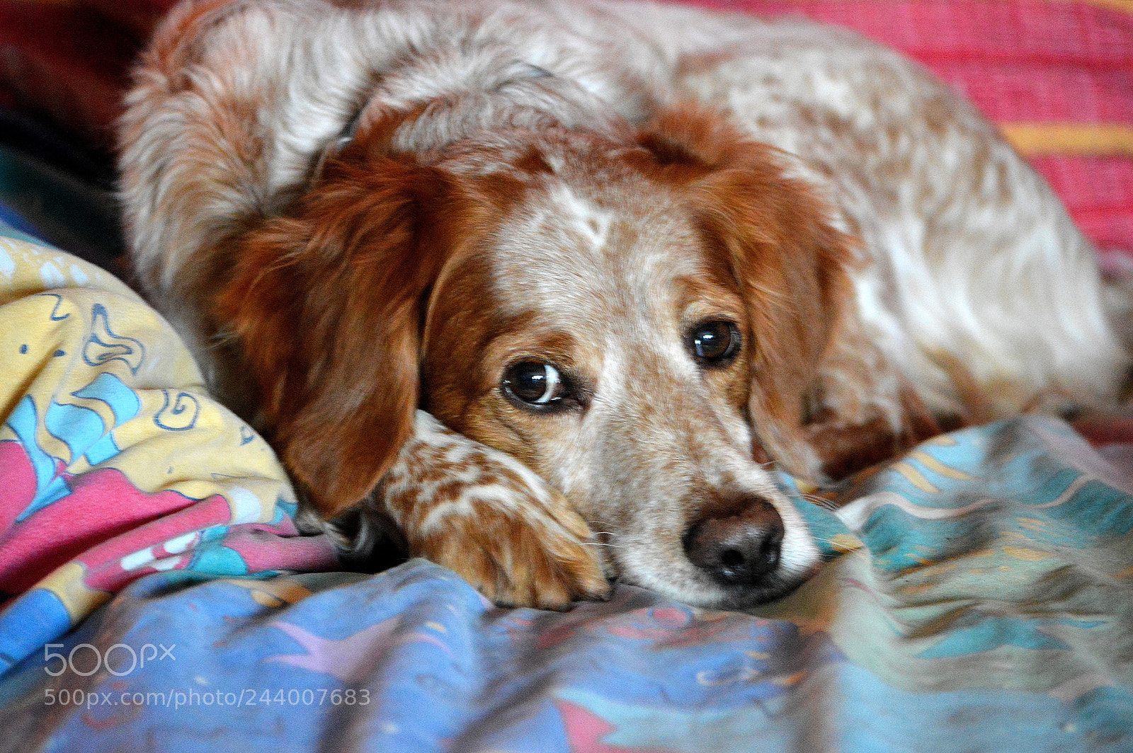 Nikon D3200 sample photo. I'm too tired photography