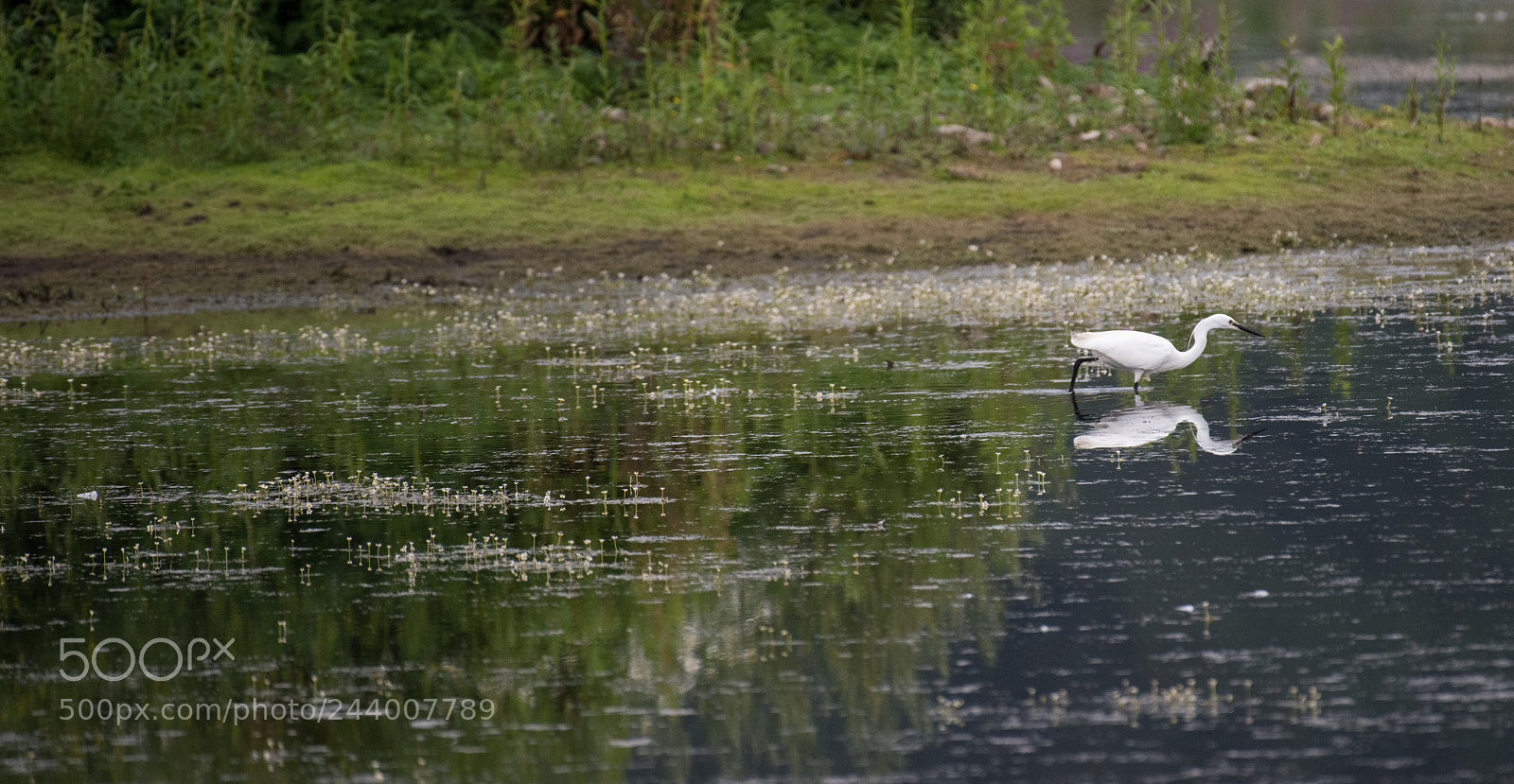 Nikon D810 sample photo. On the hunt photography
