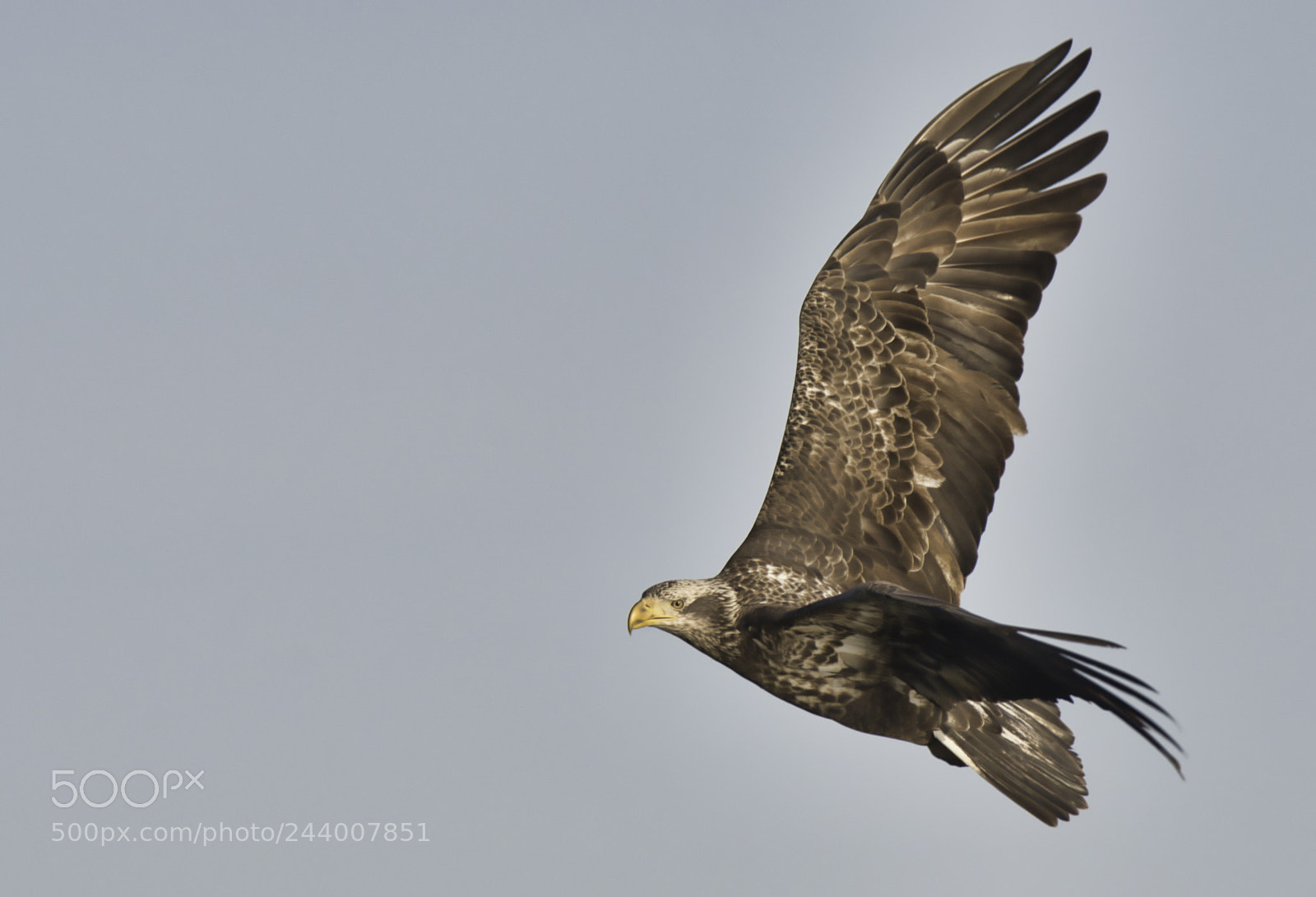 Nikon D500 sample photo. On final approach photography