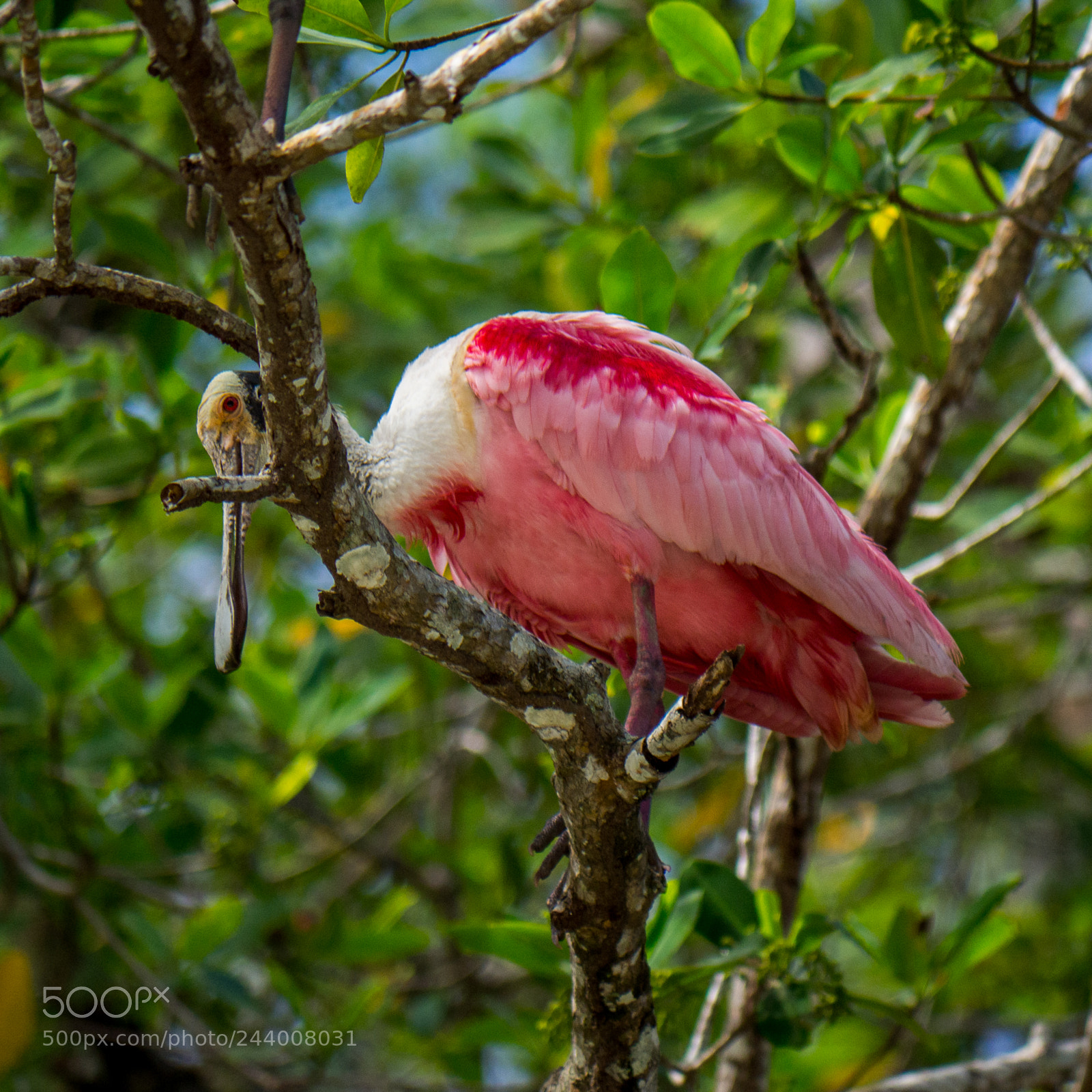 Olympus OM-D E-M10 sample photo. Roseate spoonbill photography