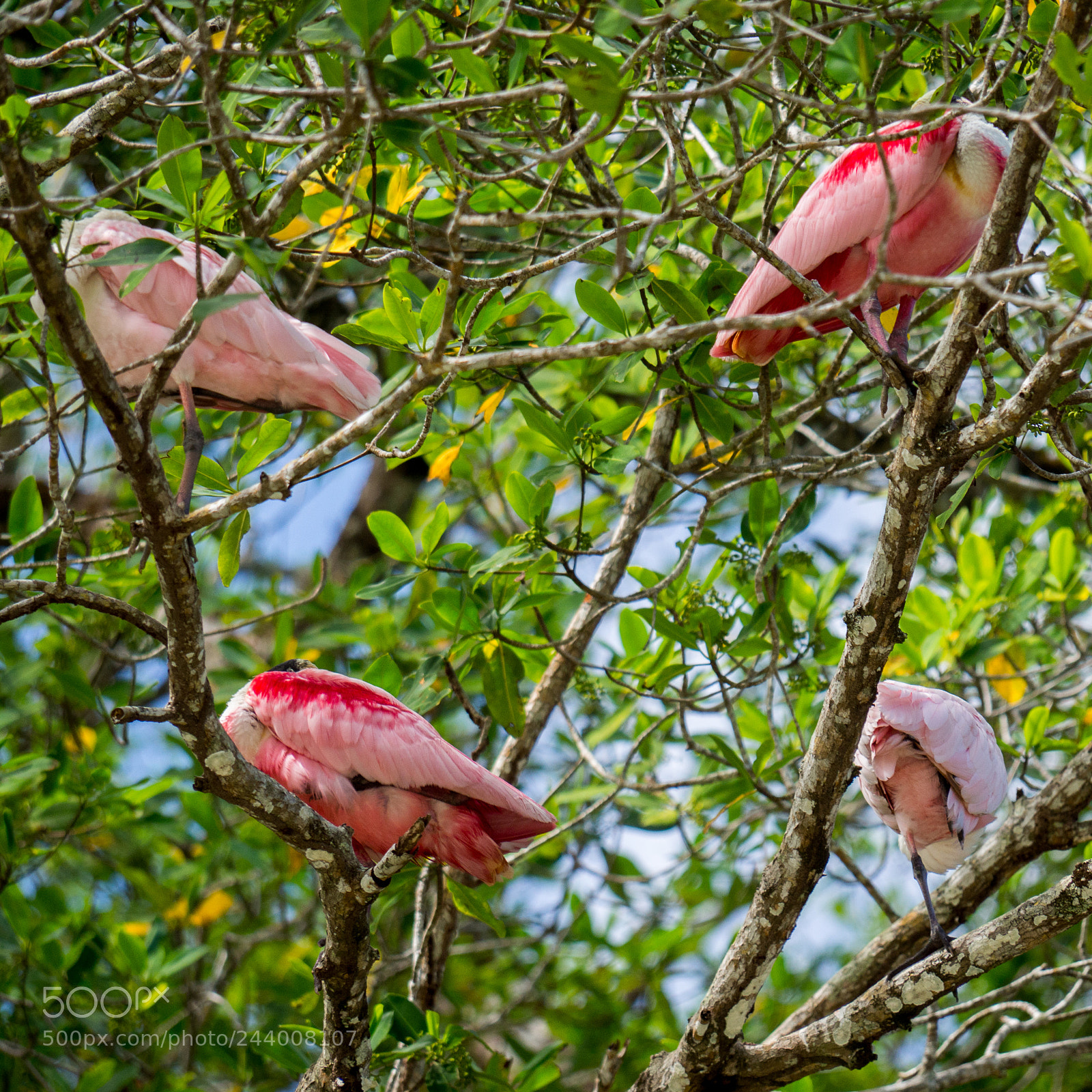 Olympus OM-D E-M10 sample photo. What are these pink photography