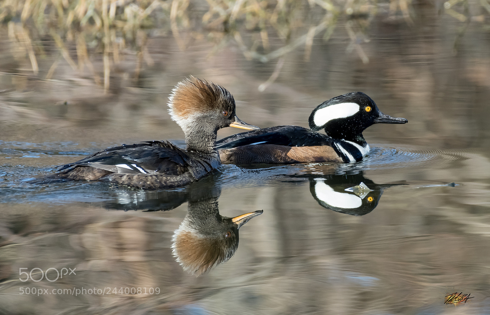 Nikon D500 sample photo. Bufflehead ducks photography