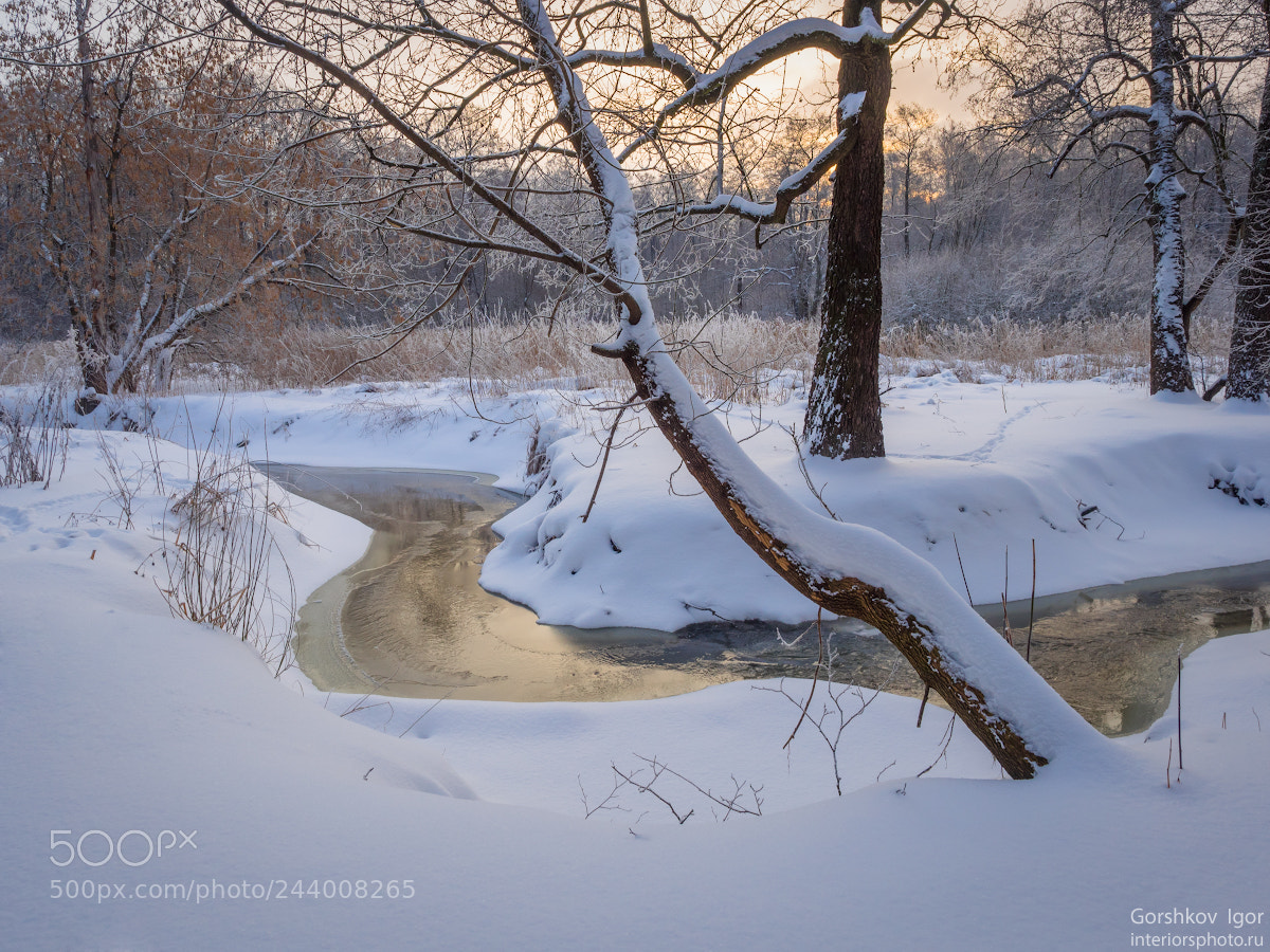 Olympus OM-D E-M1 sample photo. Frosty winter morning photography