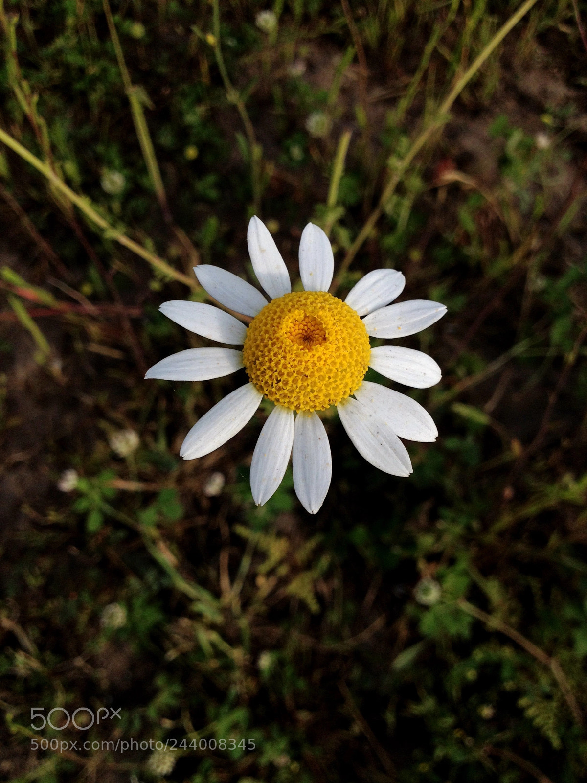 Apple iPhone 4S sample photo. Daisy photography
