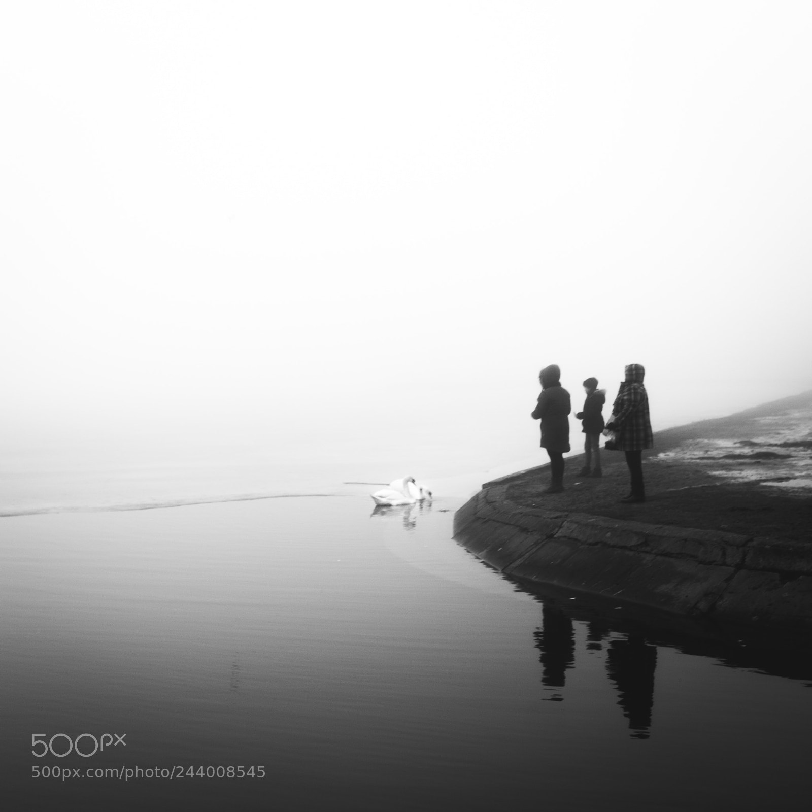 Nikon D5500 sample photo. Foggy day at the photography