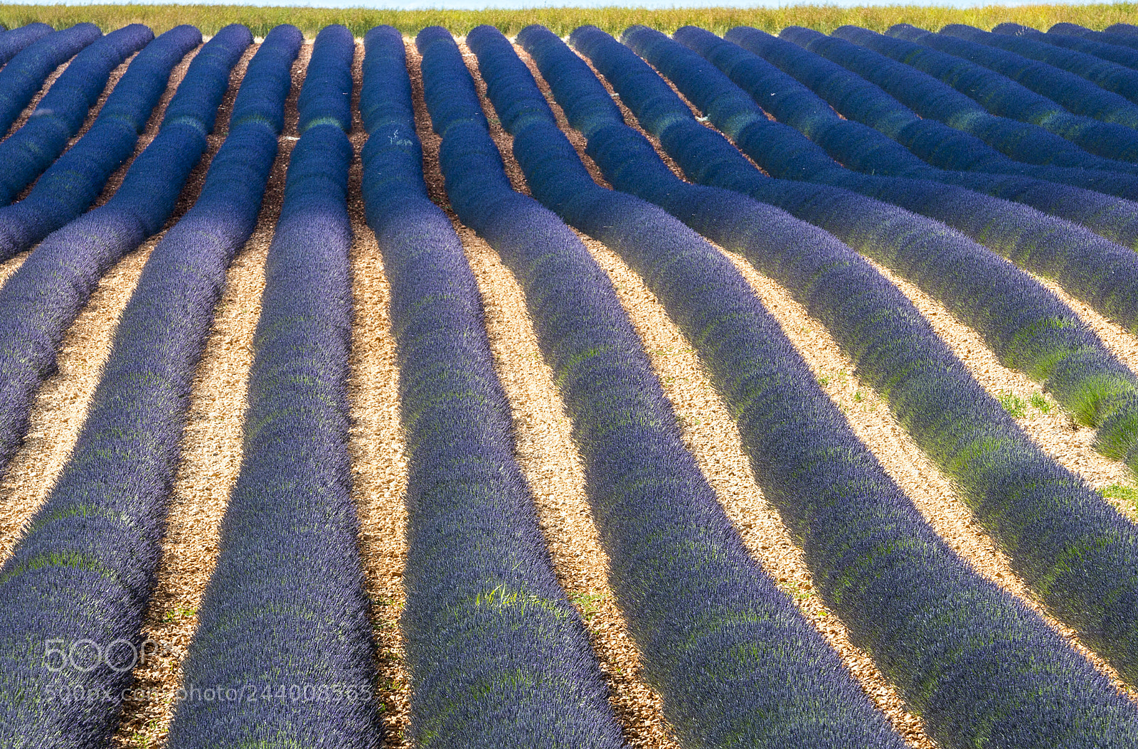 Nikon D800 sample photo. Plateau de valensole provence photography