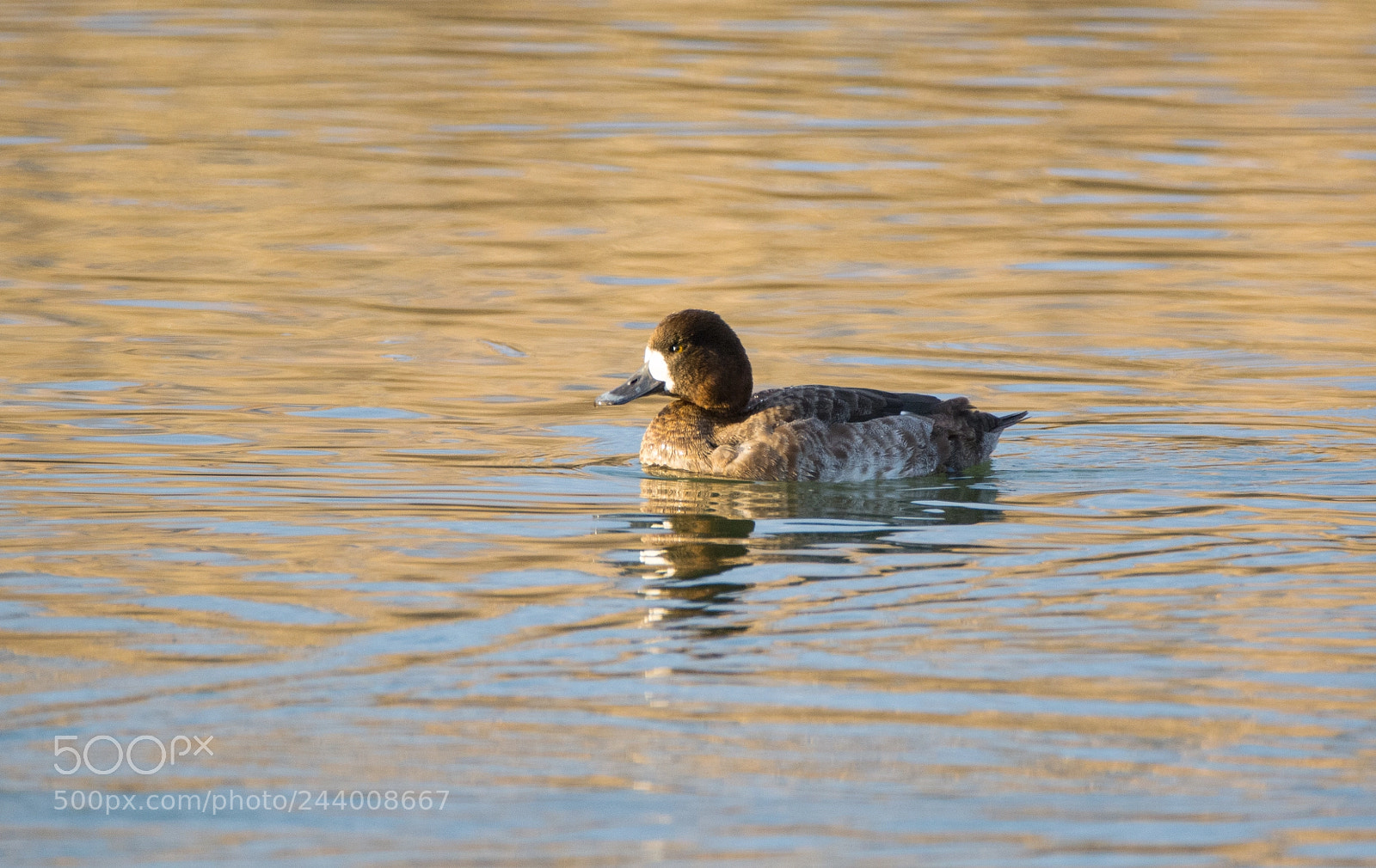 Nikon D5200 sample photo. Female lesser scaup on photography