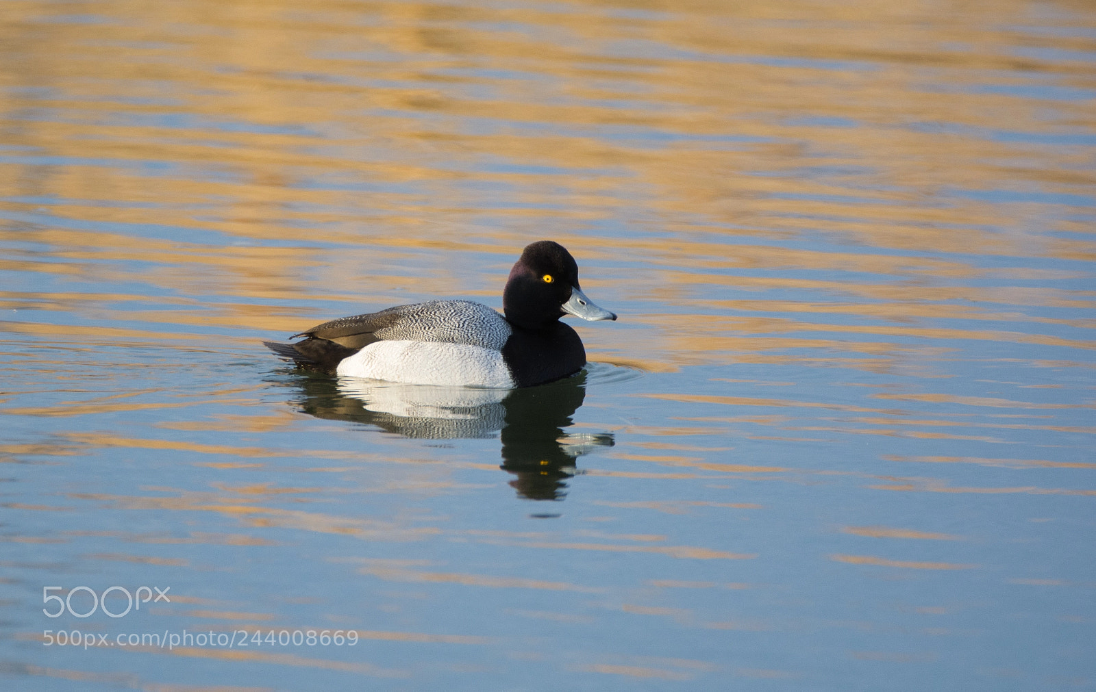 Nikon D5200 sample photo. Male lesser scaup on photography