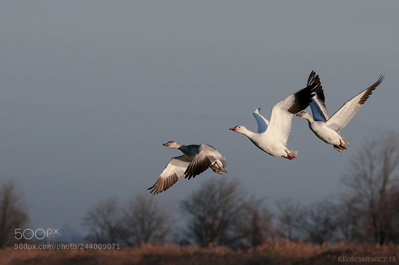Nikon D300S sample photo. 3 geese photography