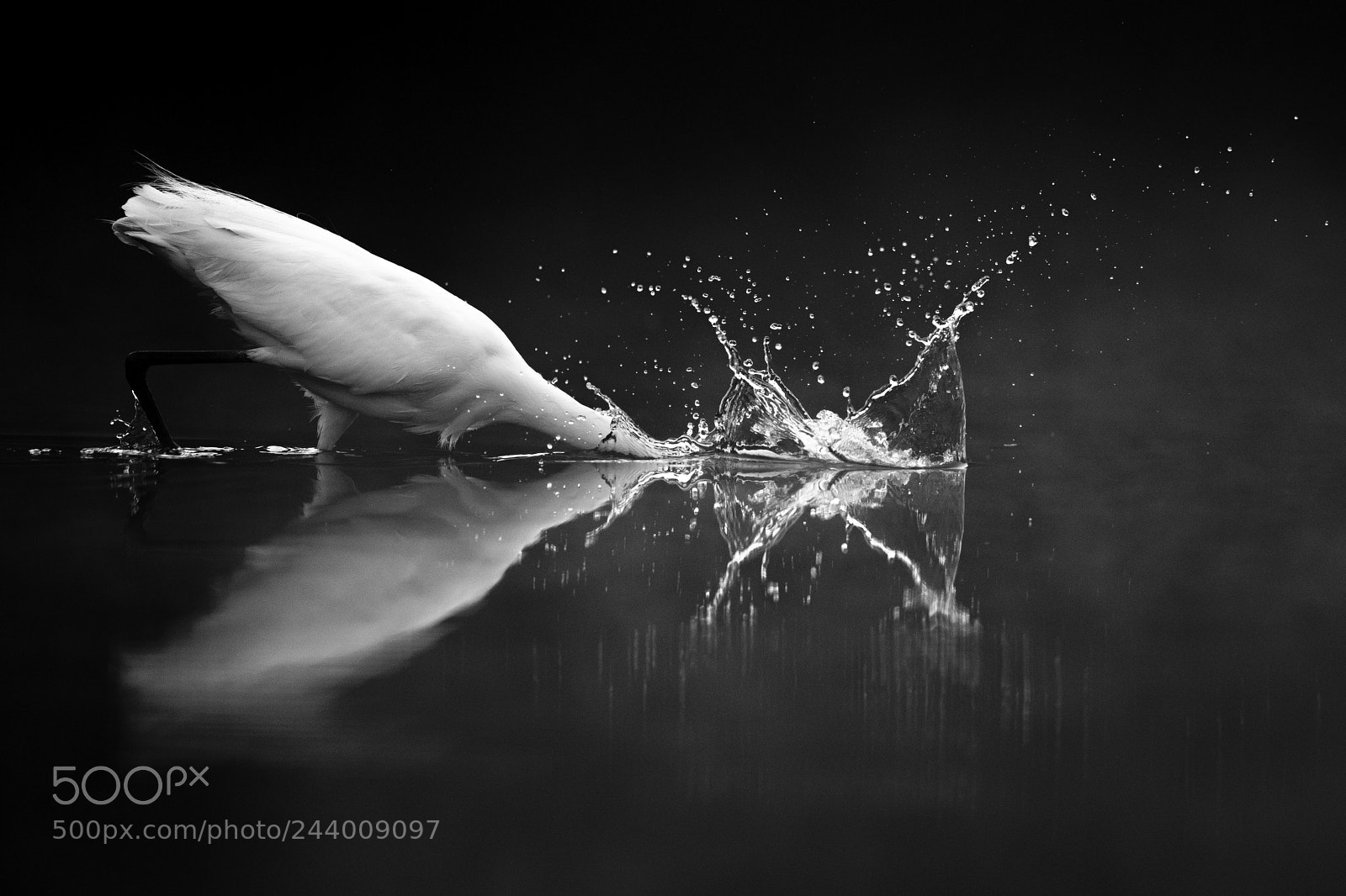 Canon EOS-1D X Mark II sample photo. Splash photography