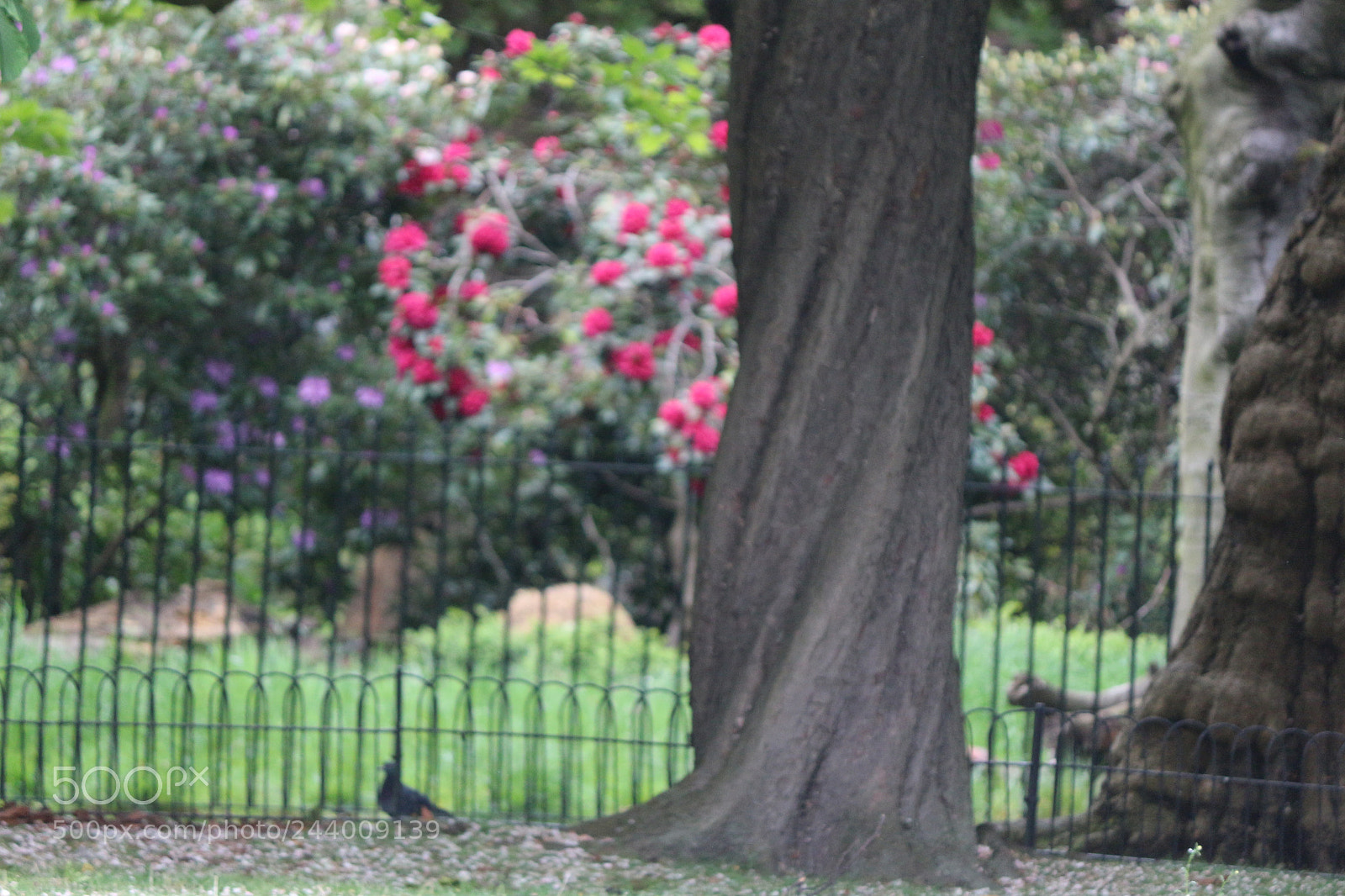Canon EOS 650D (EOS Rebel T4i / EOS Kiss X6i) sample photo. Img photography