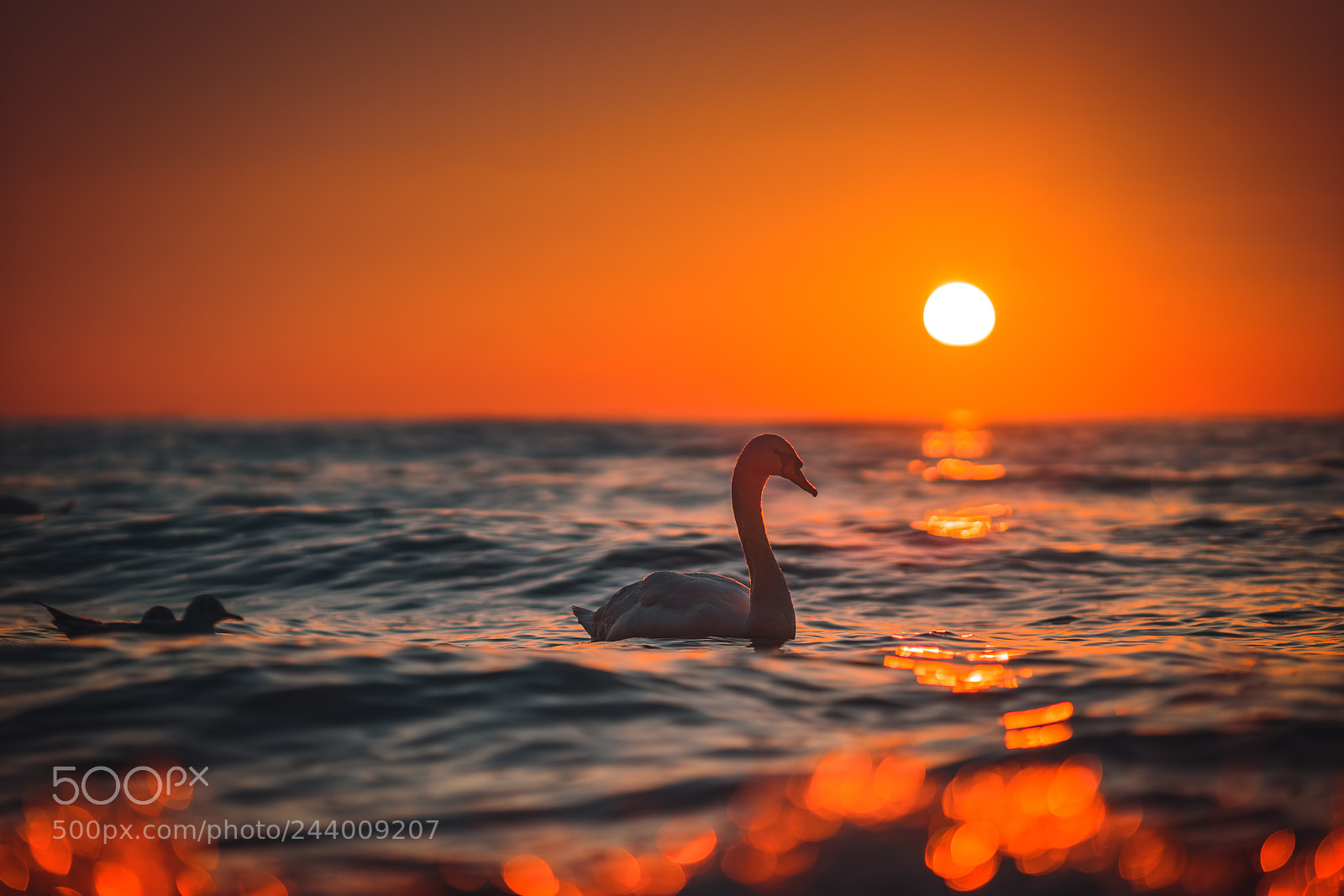 Sony a7R II sample photo. White swan in the photography