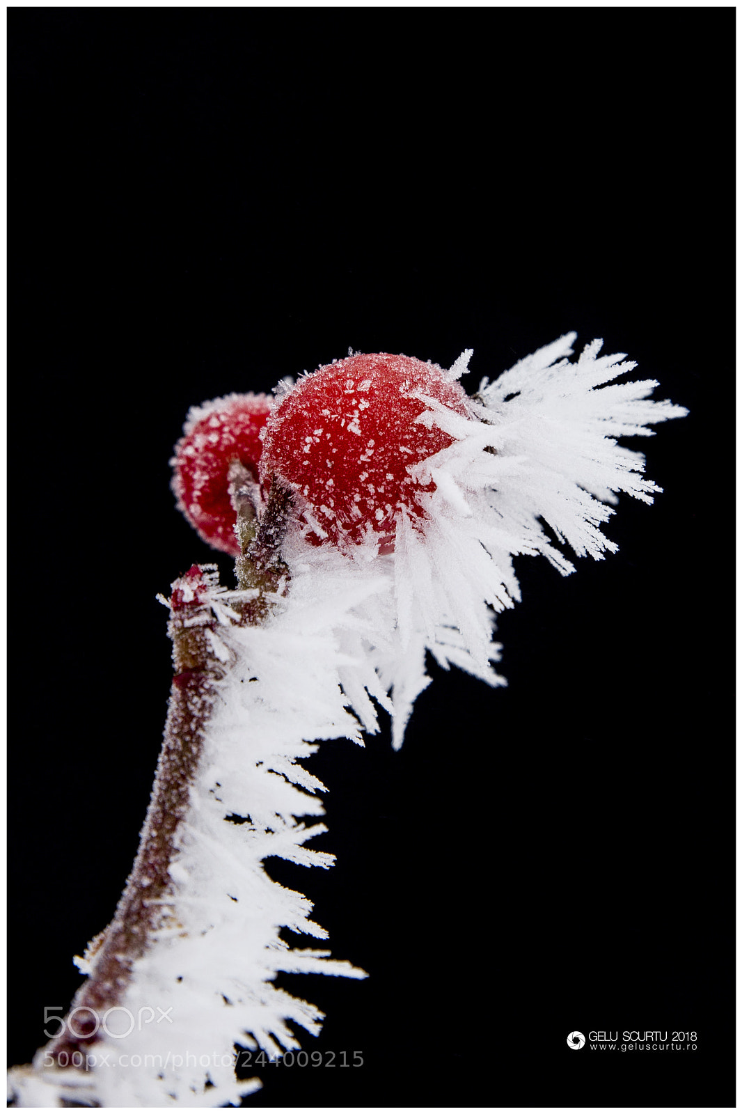 Nikon D610 sample photo. Frozen photography