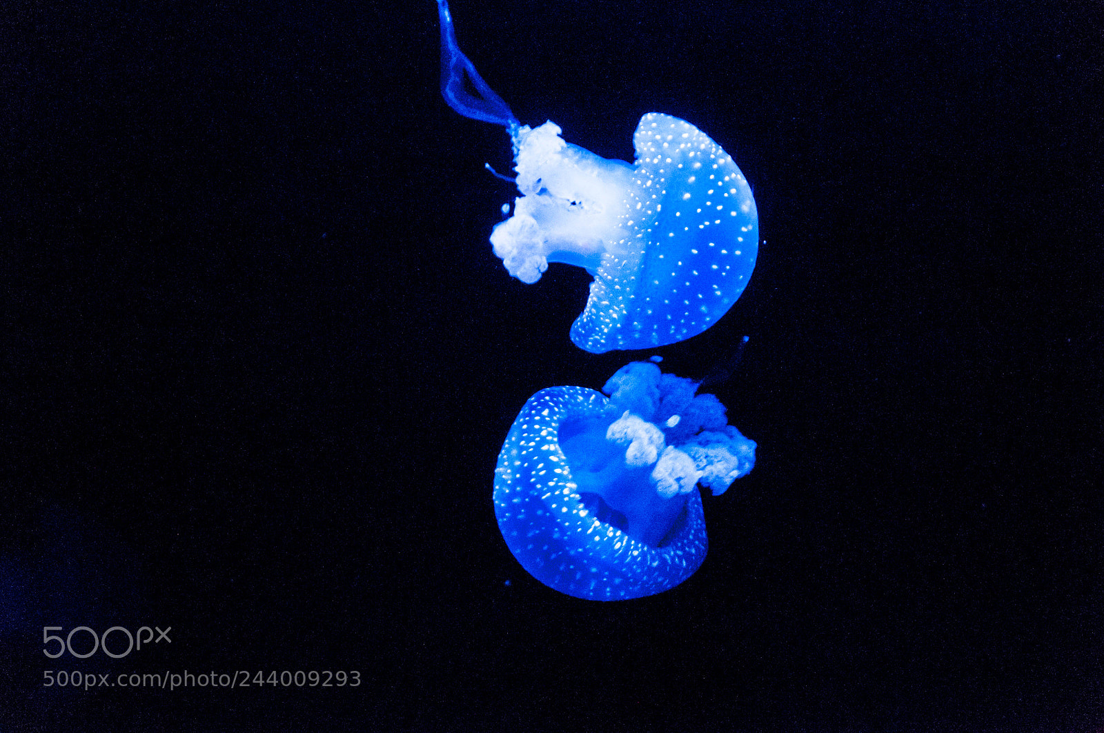 Nikon D300 sample photo. Space jellyfish photography
