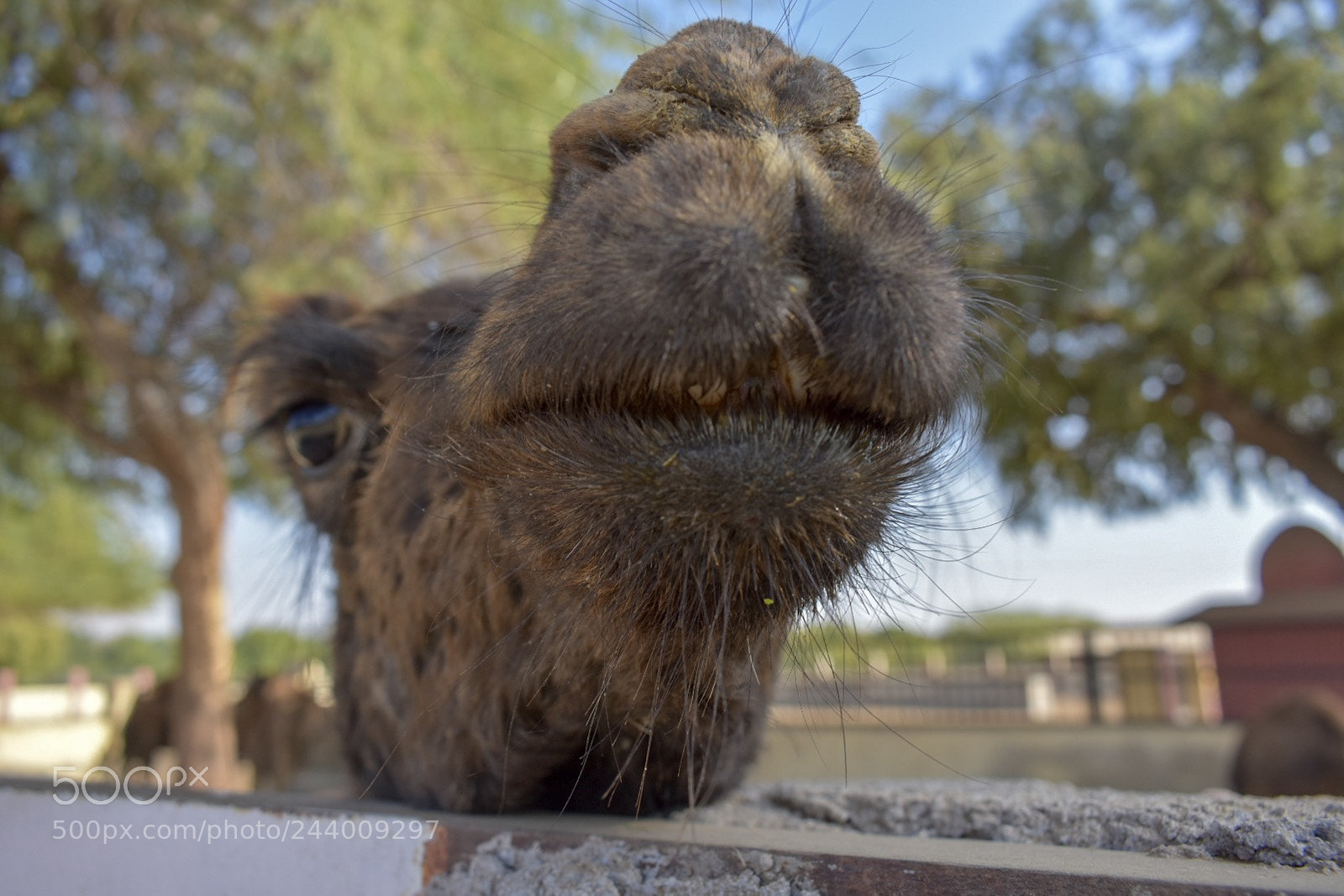 Nikon D3400 sample photo. What u lookin at?? photography