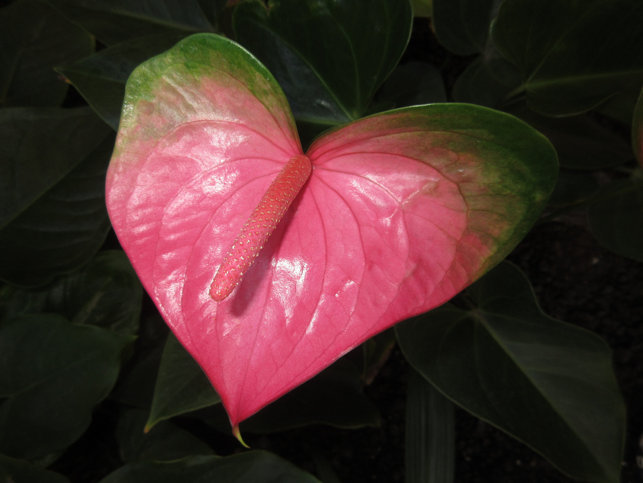 Canon PowerShot ELPH 350 HS (IXUS 275 HS / IXY 640) sample photo. Hawaii! photography