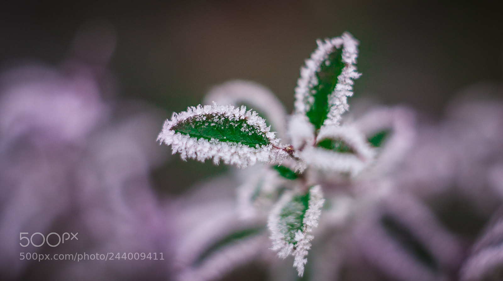 Canon EOS 40D sample photo. Frozen leaves photography