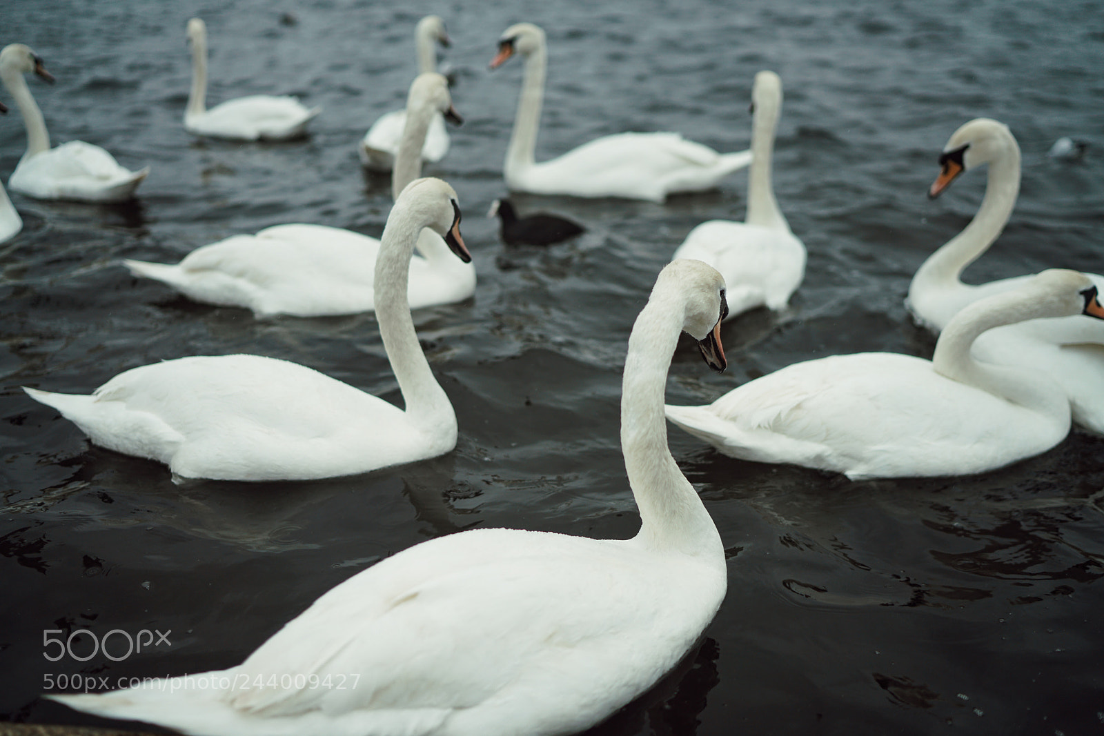 Sony a7R II sample photo. Swan lake photography