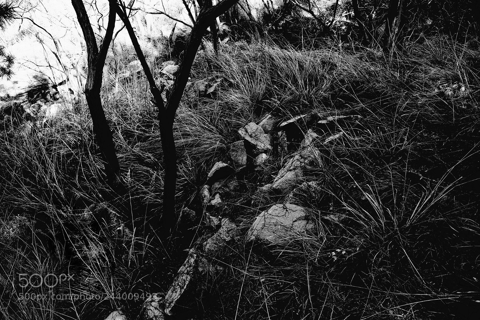 Fujifilm X70 sample photo. Title photography