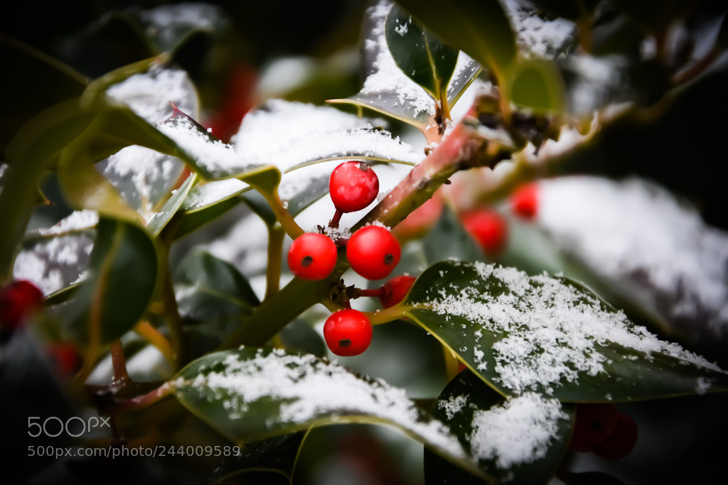Nikon D7200 sample photo. Red berries photography