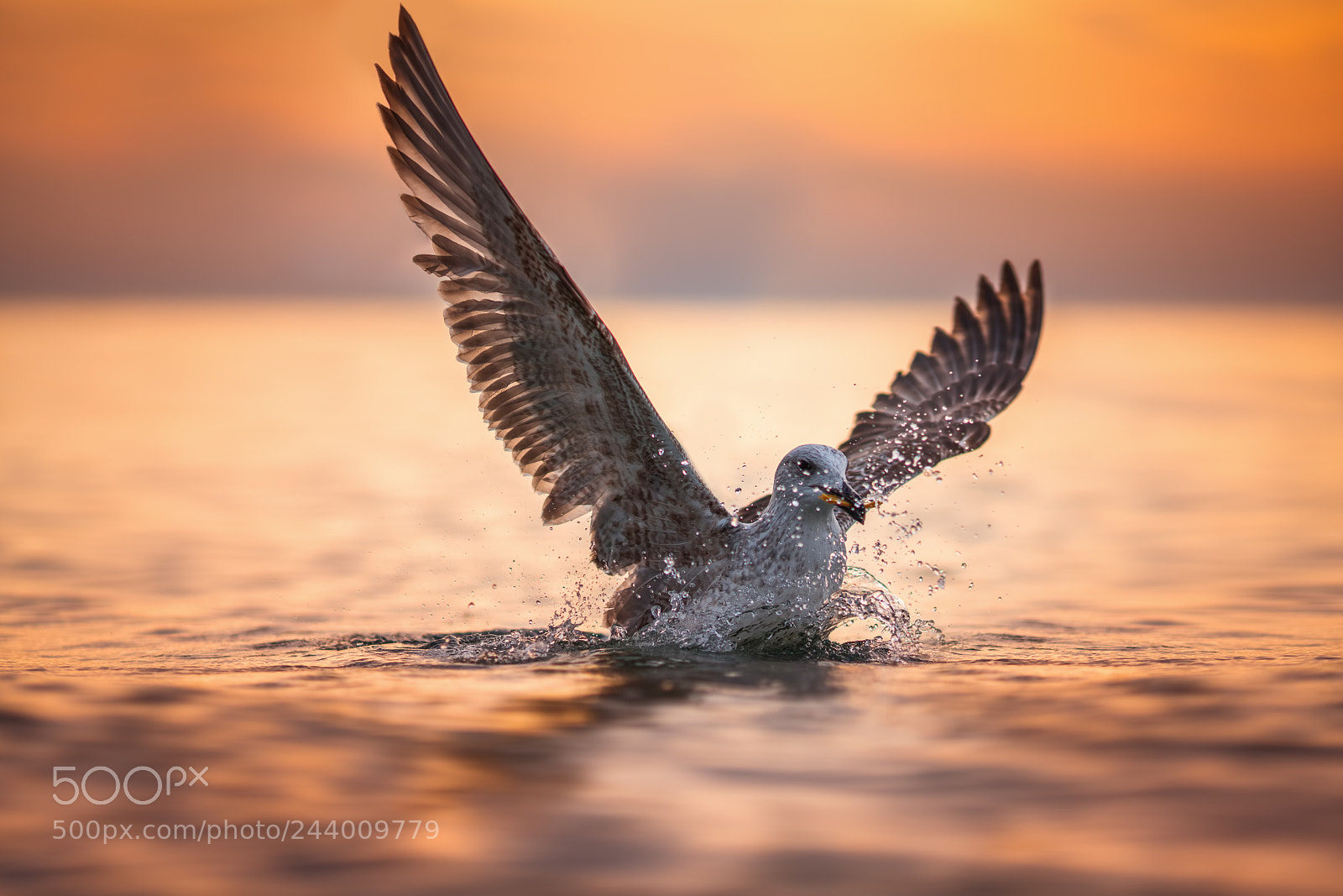 Sony a7R II sample photo. Seagull landing in the photography