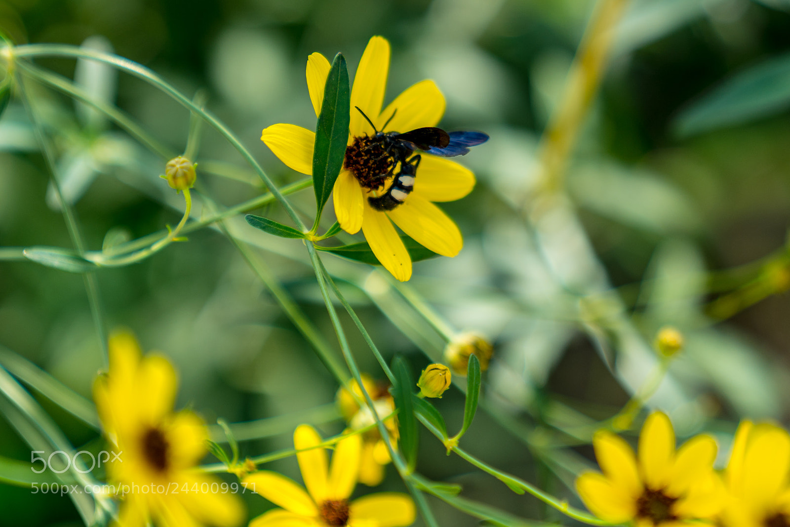 Sony a7R II sample photo. Blue wing photography