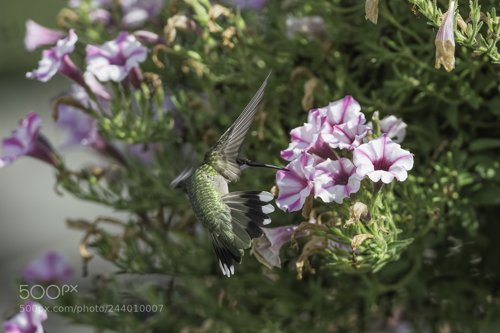 Nikon D7100 sample photo. In the shade of photography